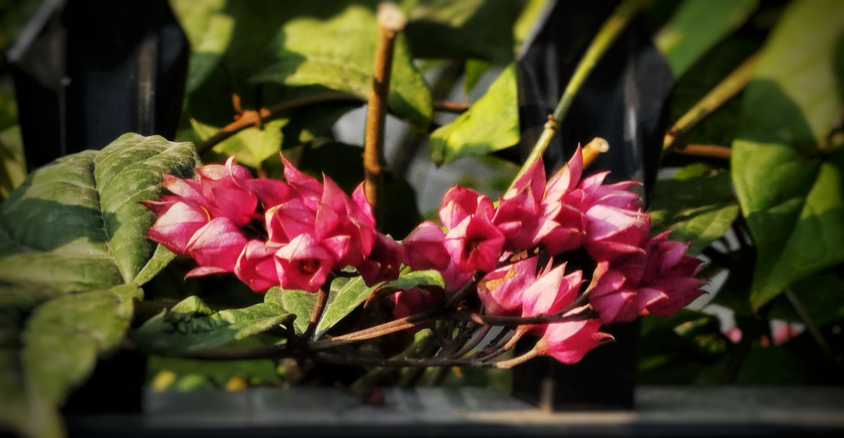 红萼龙吐珠 [首发]