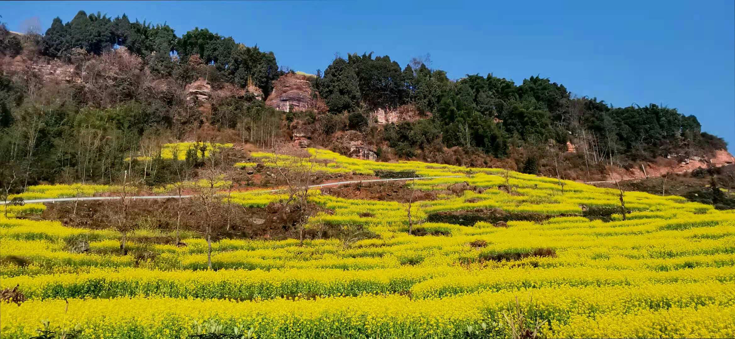 油菜花开满山乡