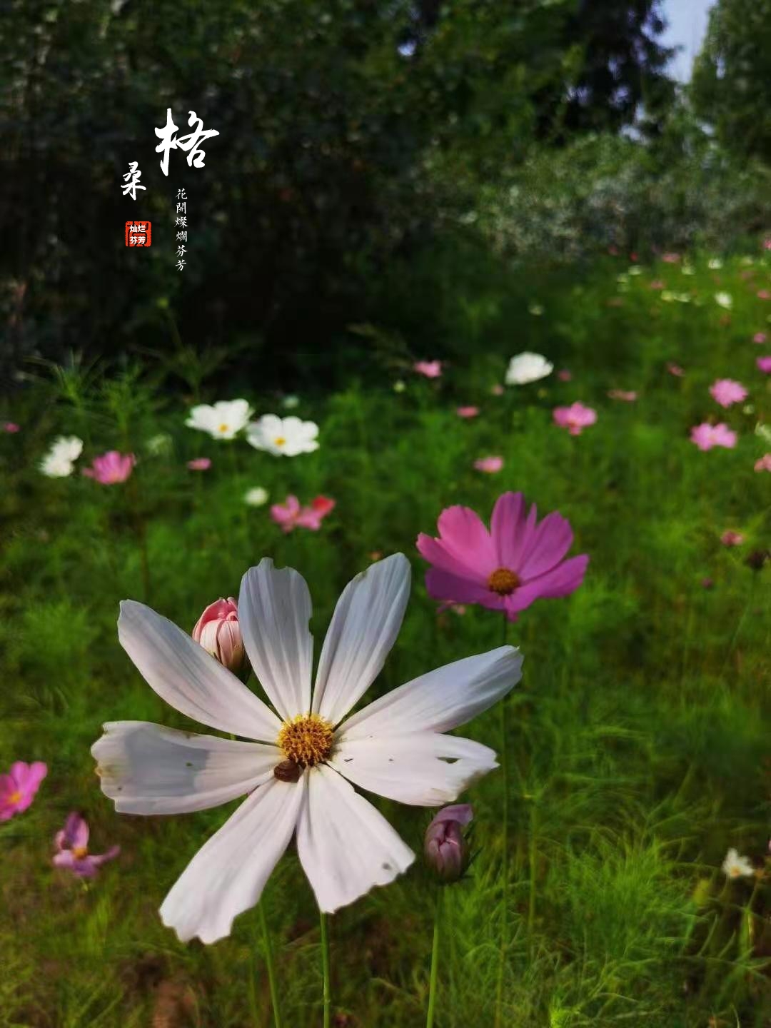 格桑花,好美丽的名字,这不起眼的小花定格在镜头中,竟是那么漂亮.