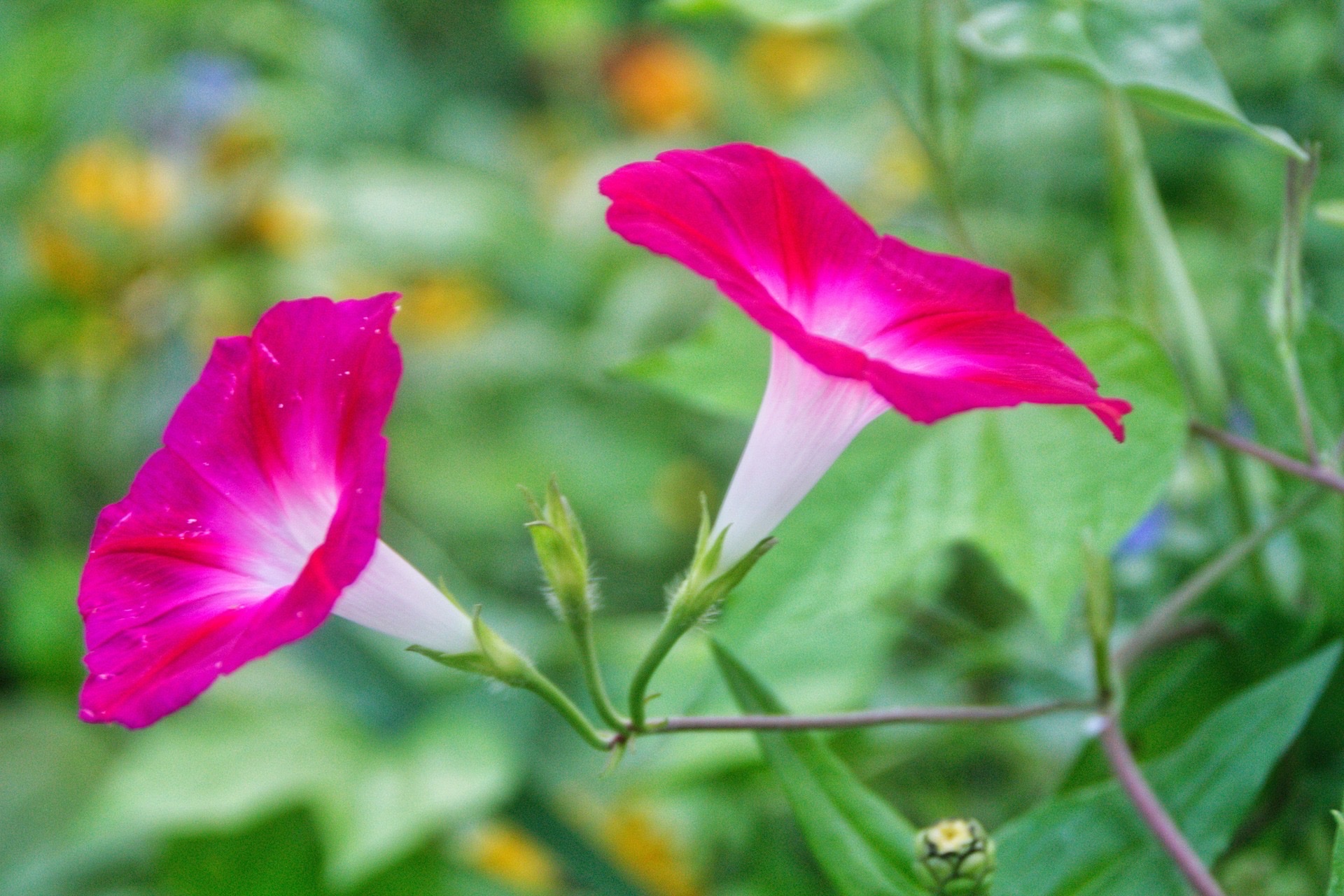 【首发】圆叶牵牛花