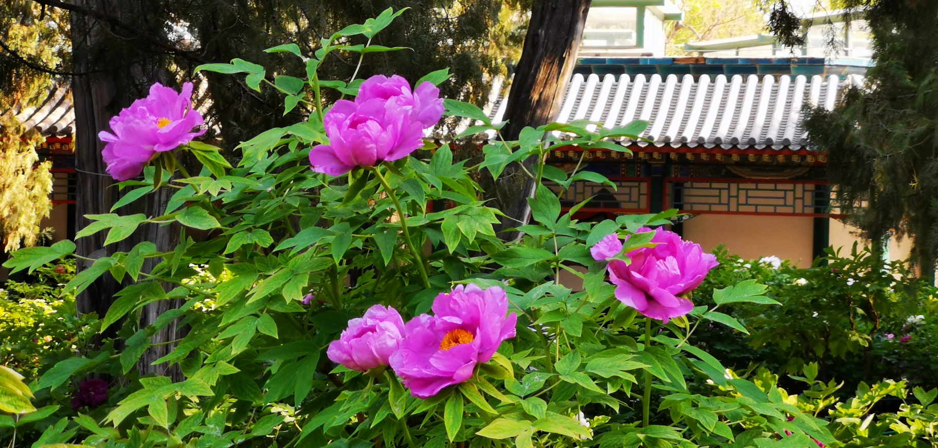 中山公园牡丹渐入佳境