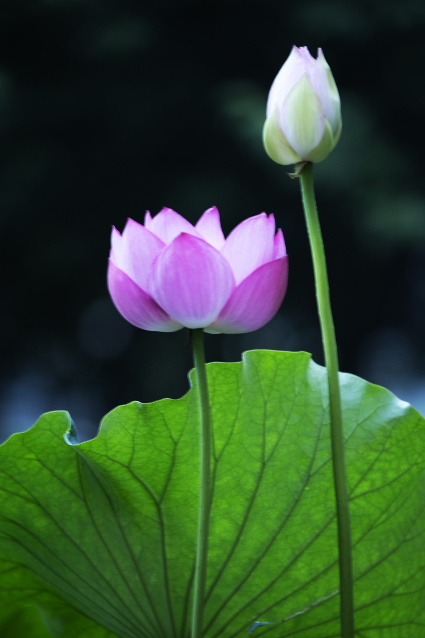 一年一度荷花开花开富贵幸福来三