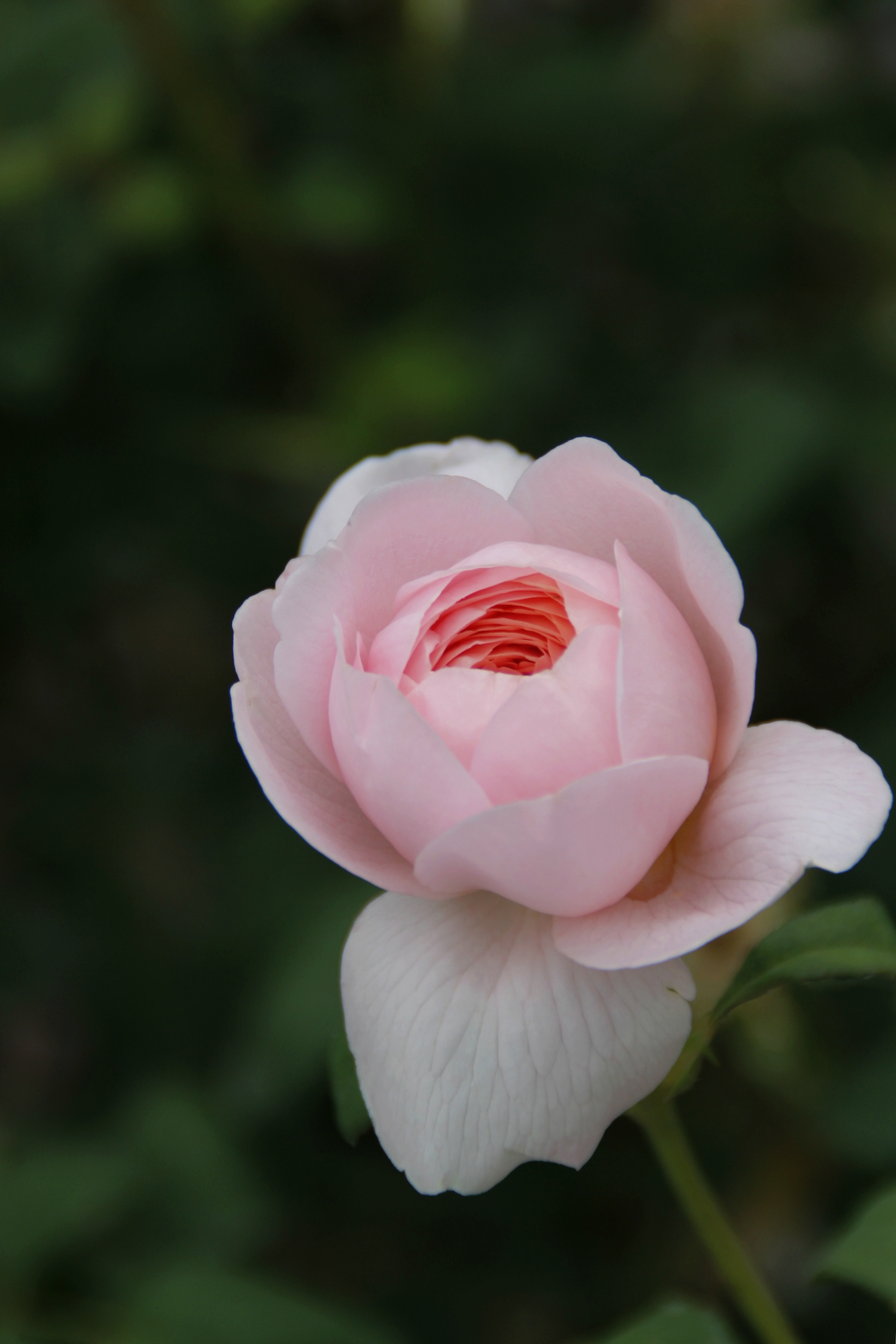 【首发】白粉色月季花②