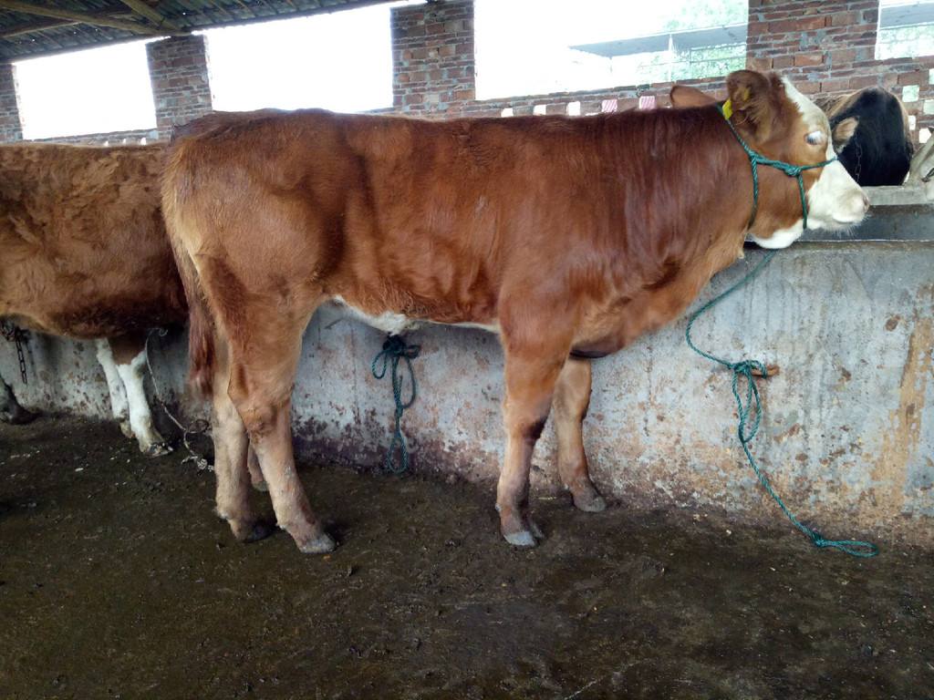 牛原创图片来源网络