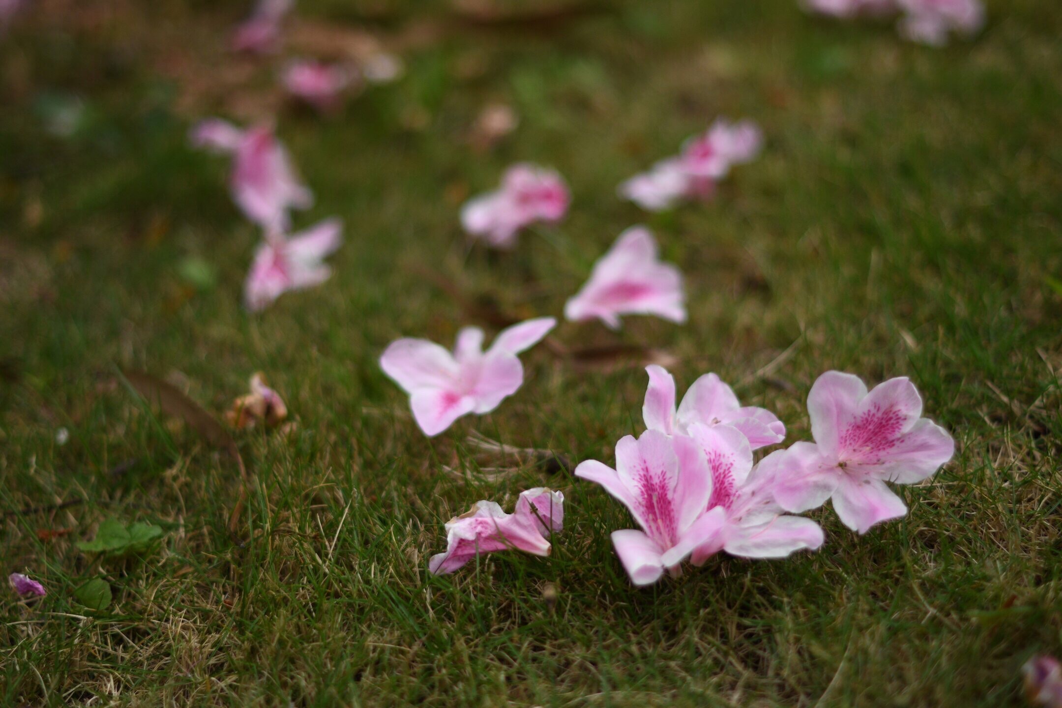 【首發】《花落·誰念》