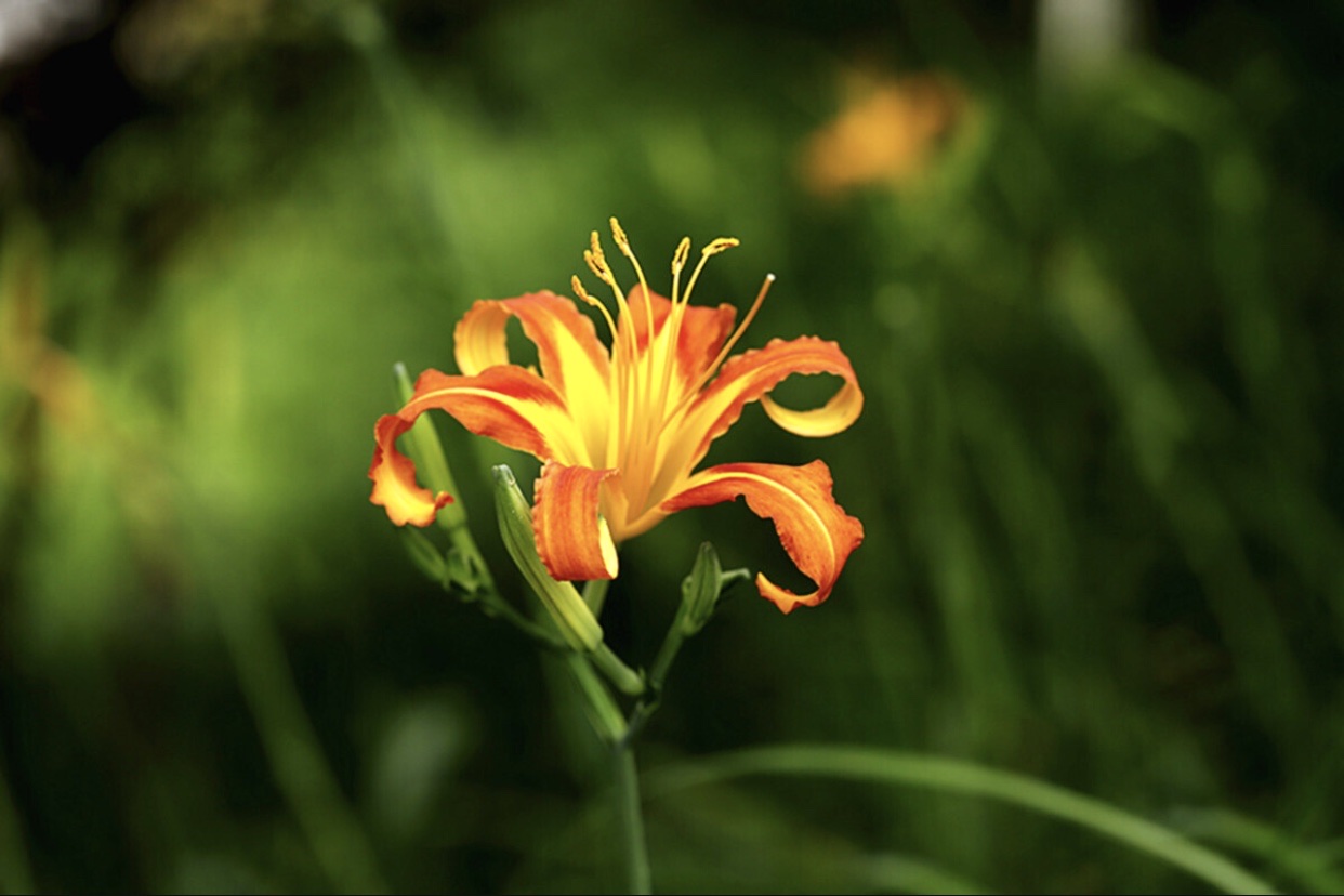 【首發】萱草花