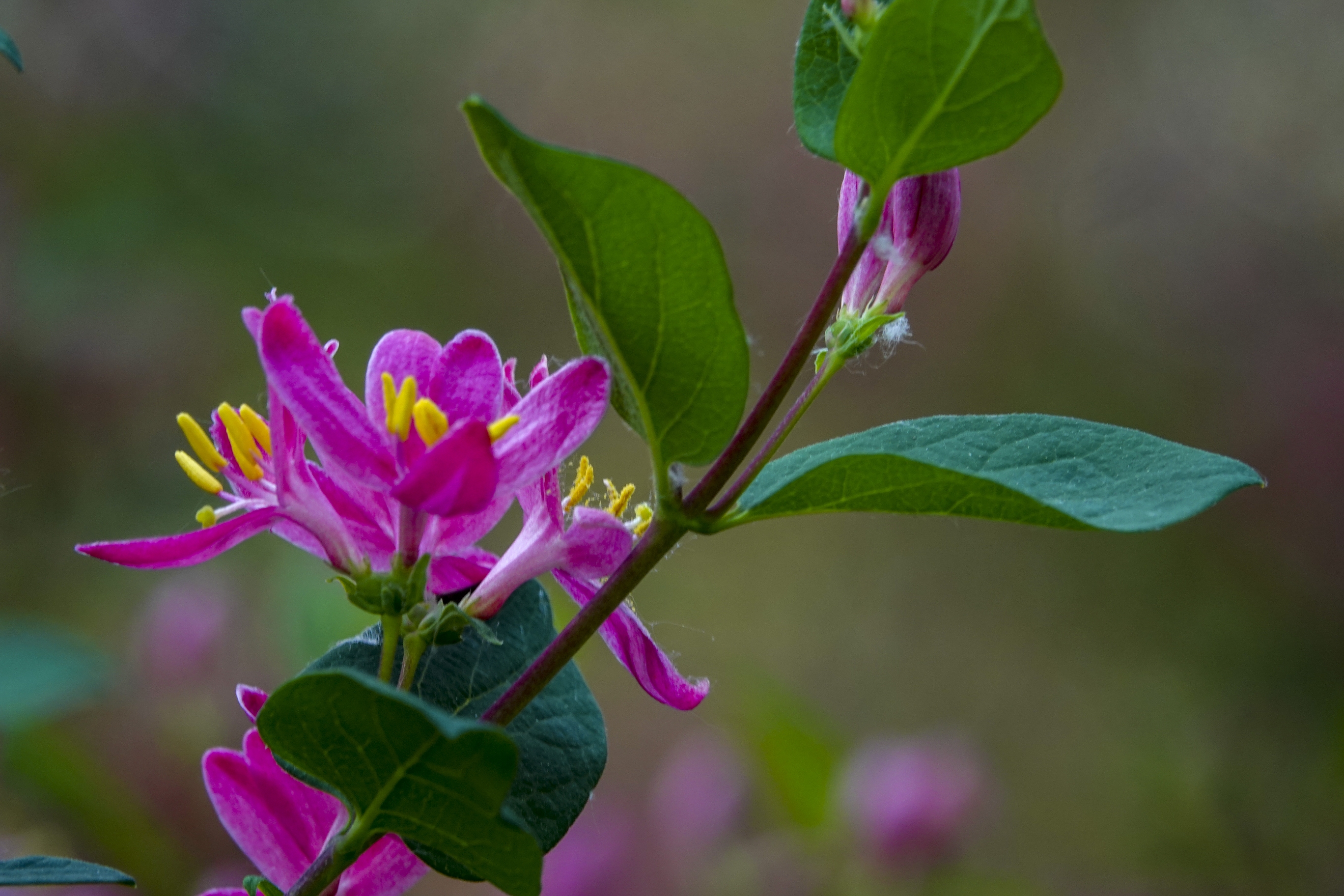 红花忍冬【vv首发】