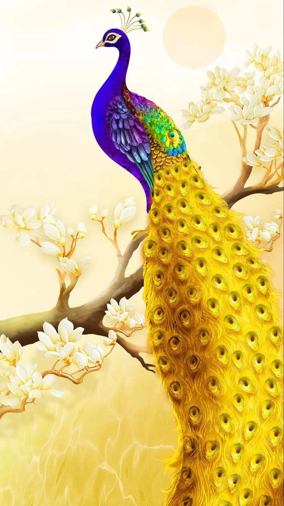 美丽的孔雀