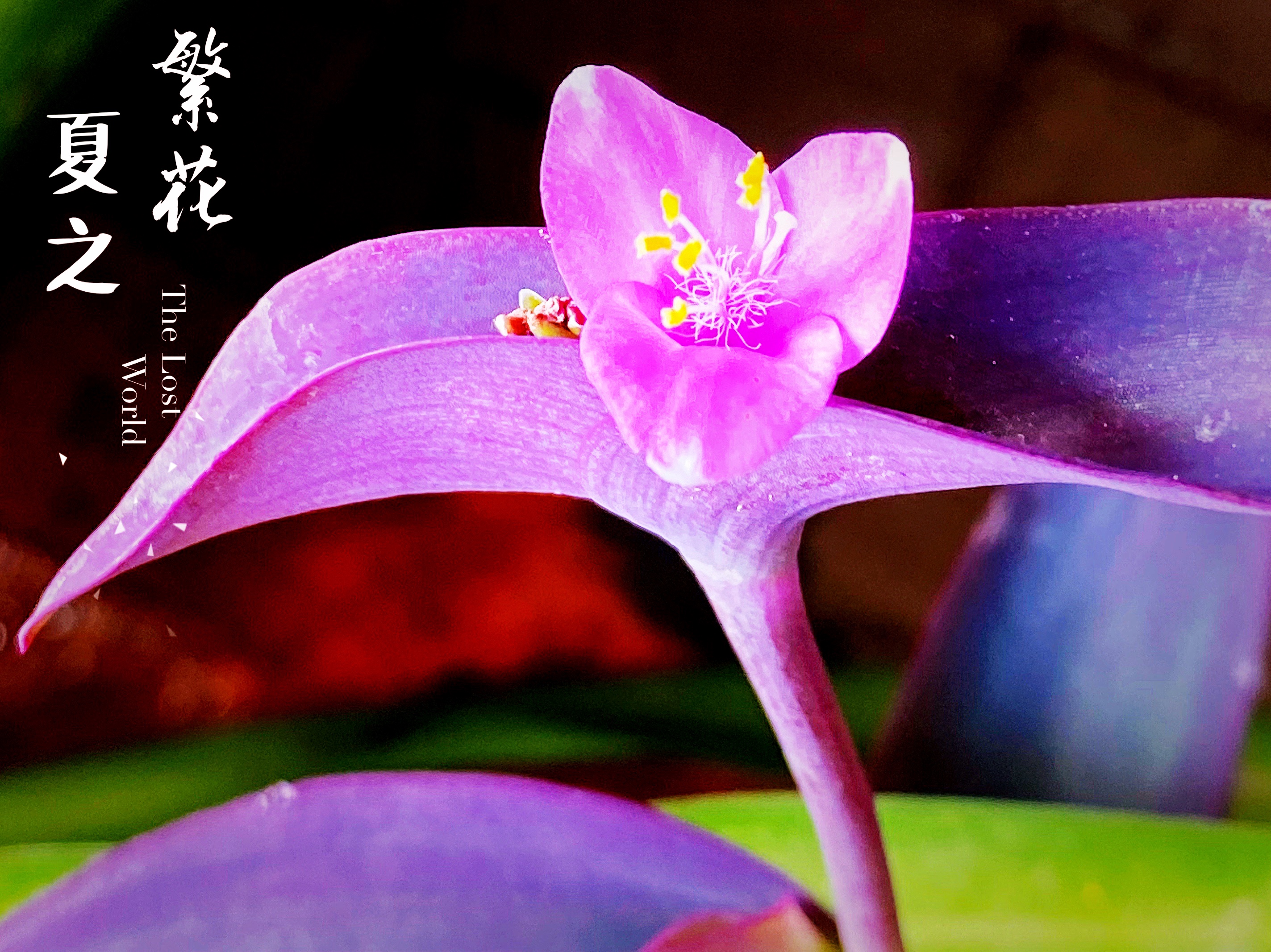 【首发】紫竹梅