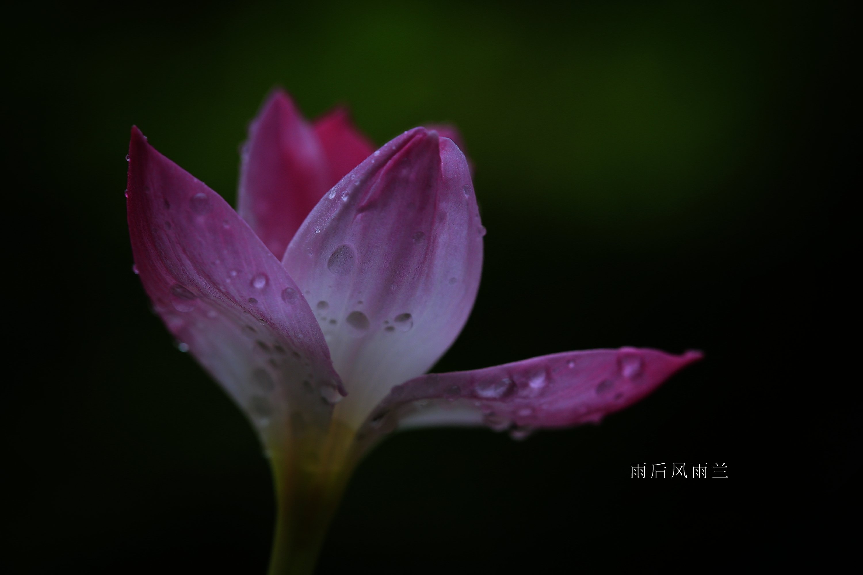 【首发】雨后风雨兰(六)