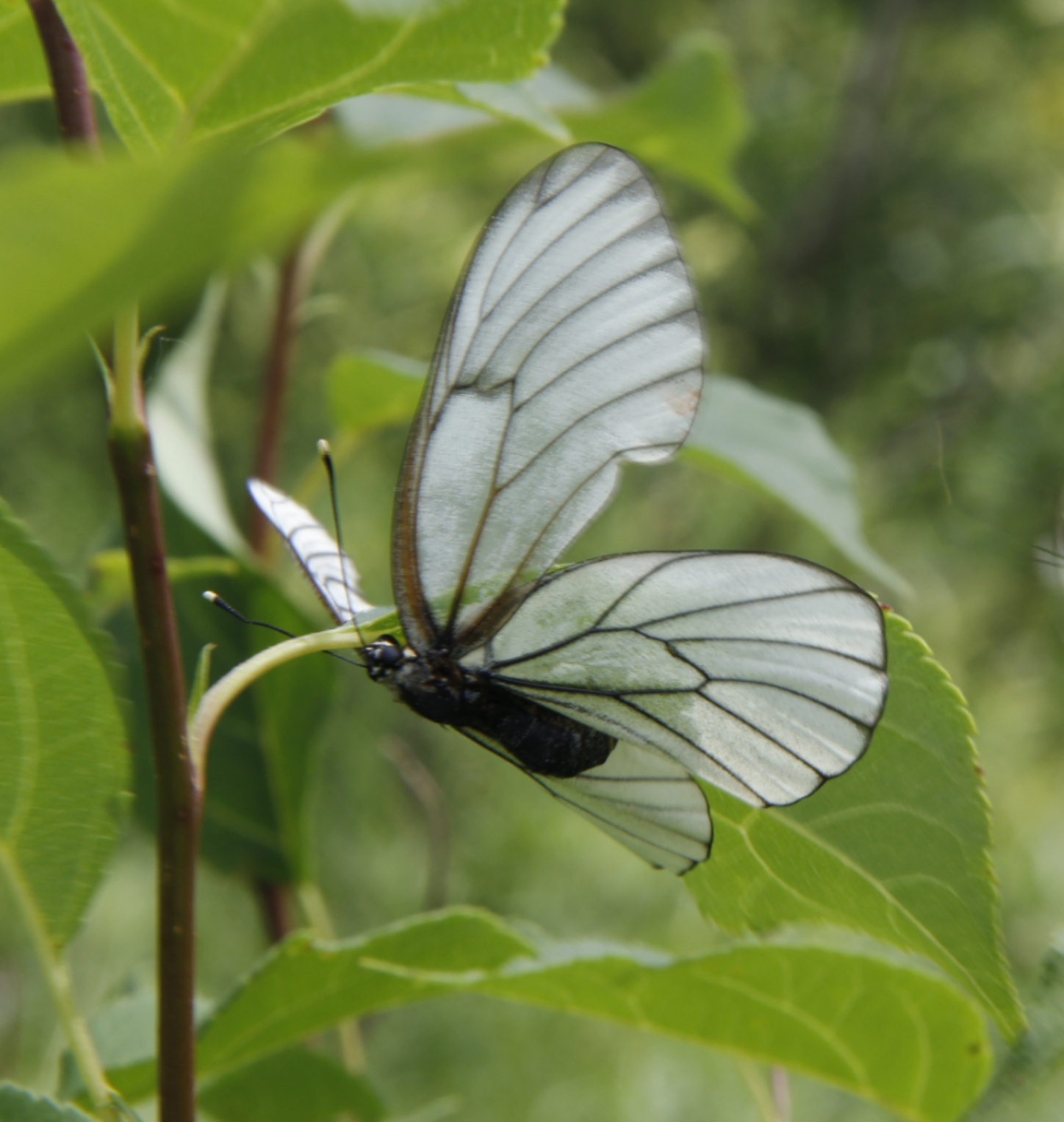 蝴蝶被归类为鳞翅目,世界上有数以万计的物种都归在这类下.