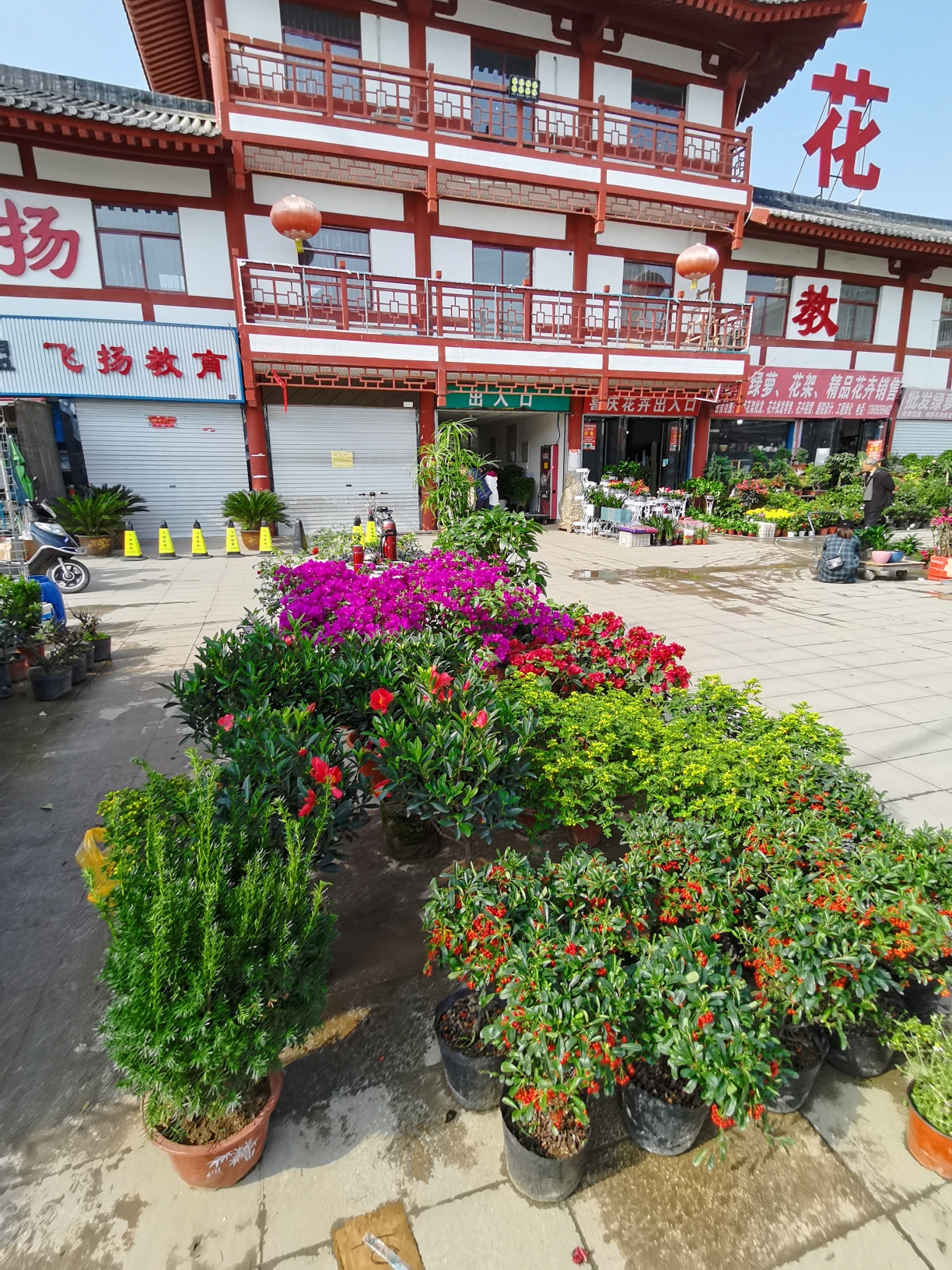 西安花卉市场最大图片