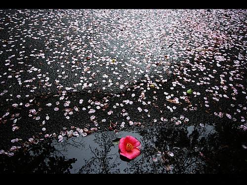 细雨仿佛看到了那曾经的绰影一把红纸伞在雨中漫步雨来了带走心里的