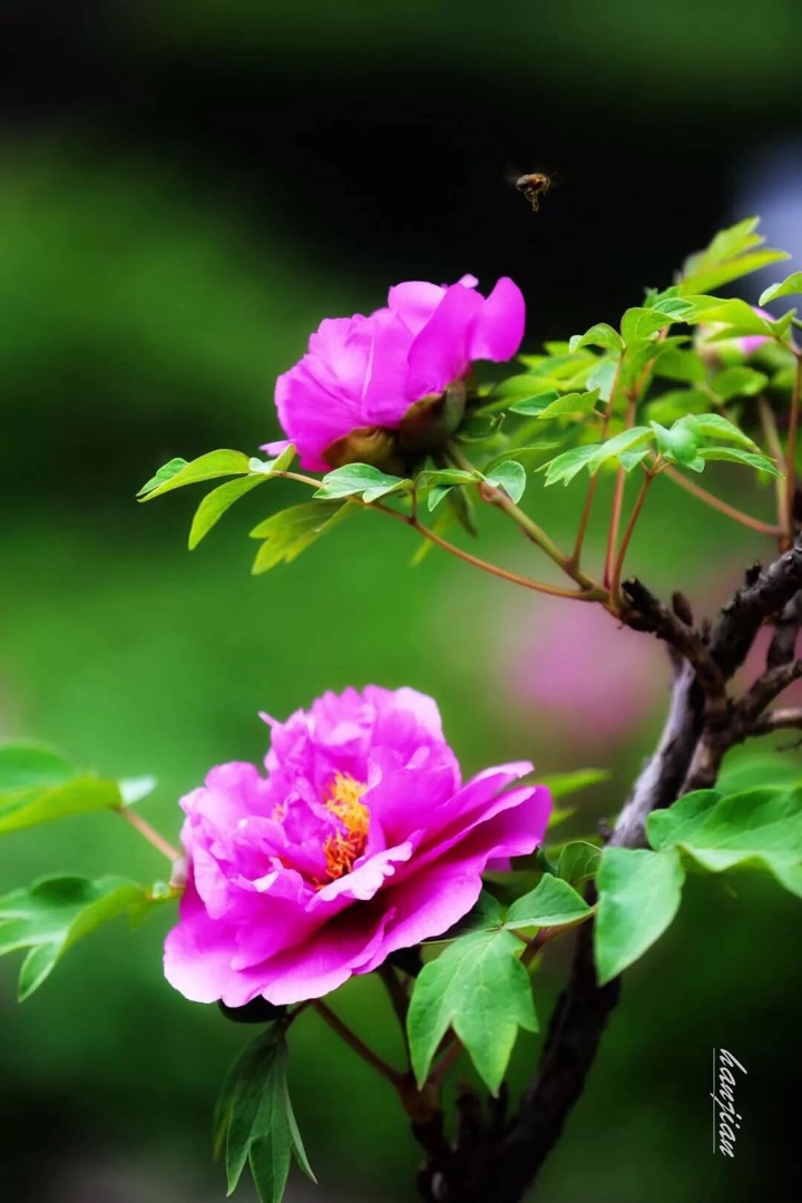 一花倾城 醉美菏泽