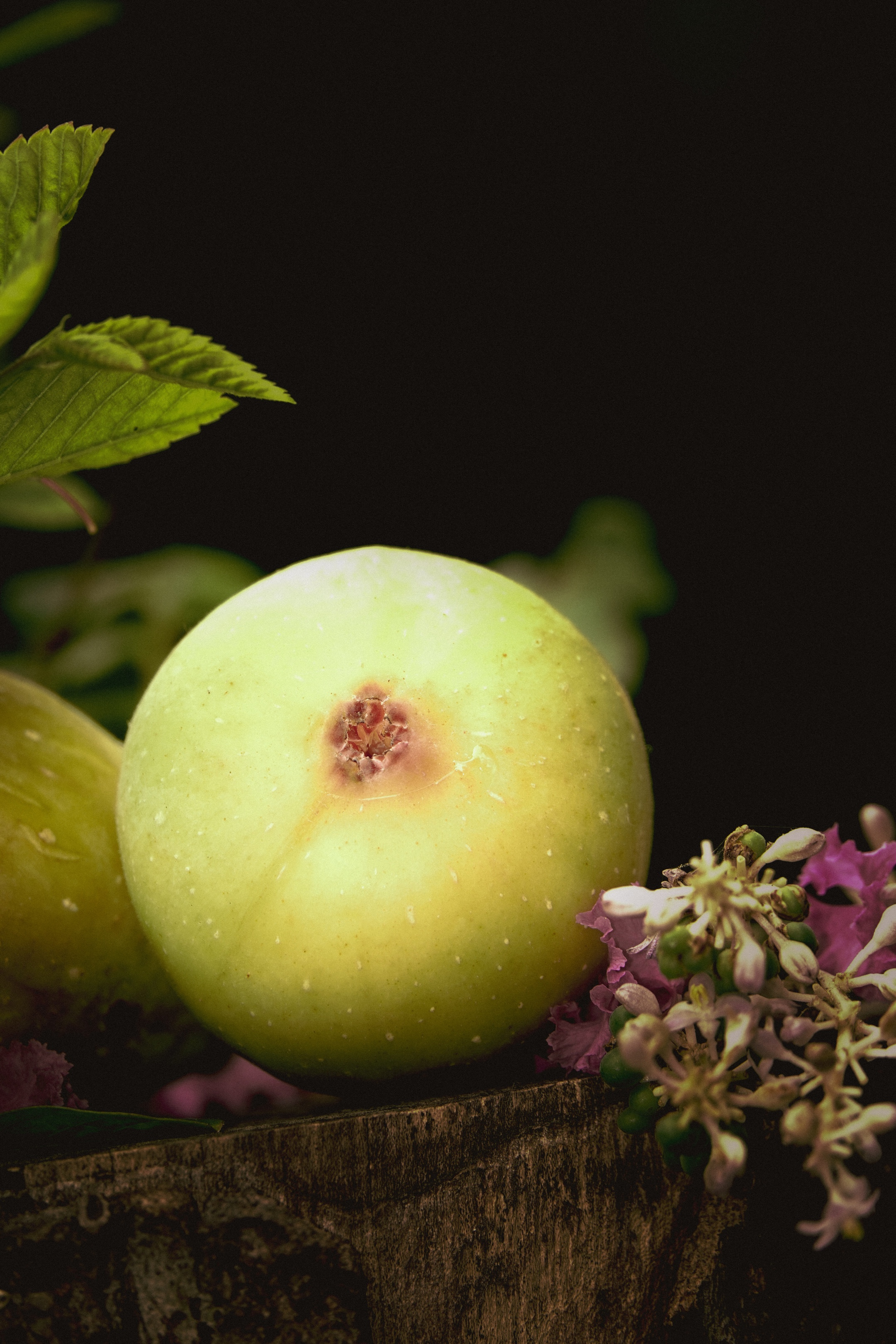 桩 无花果「摄影首发」