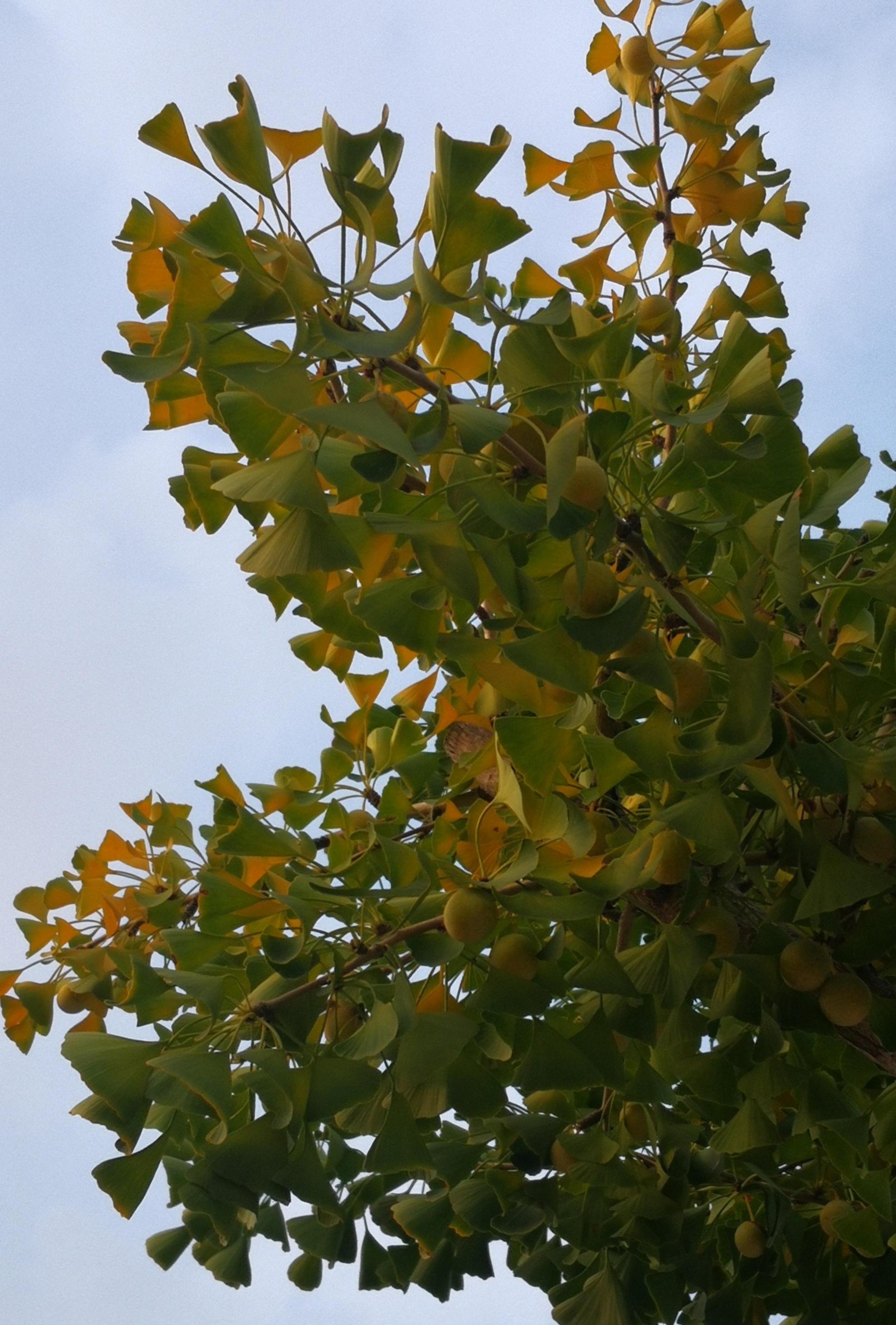 快乐行摄 银杏果飘香 【首发】