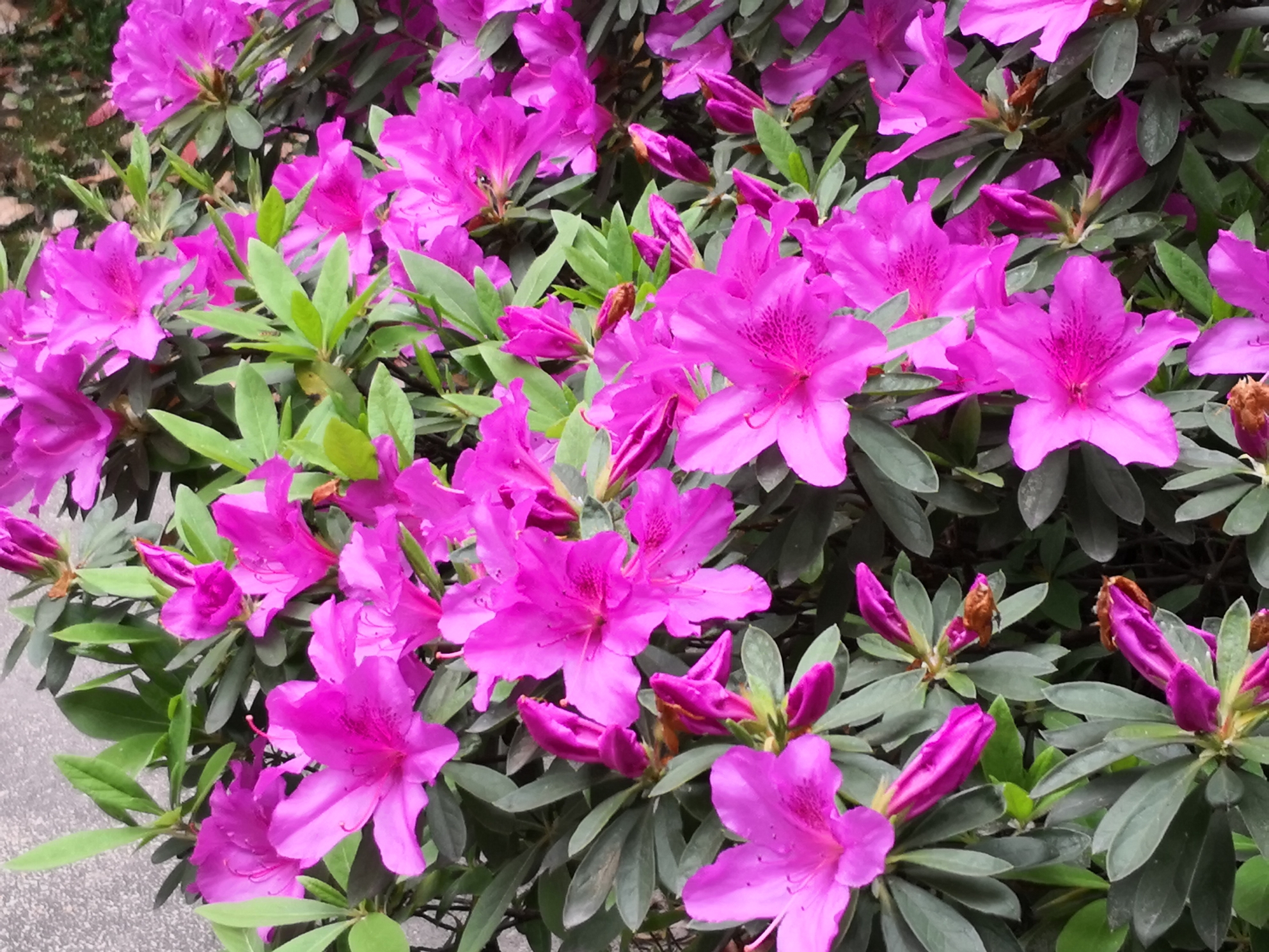 是杜鹃花(汶川星毛杜鹃  锦绣杜鹃  毛叶杜鹃  杜鹃  春鹃)(花期4-5月