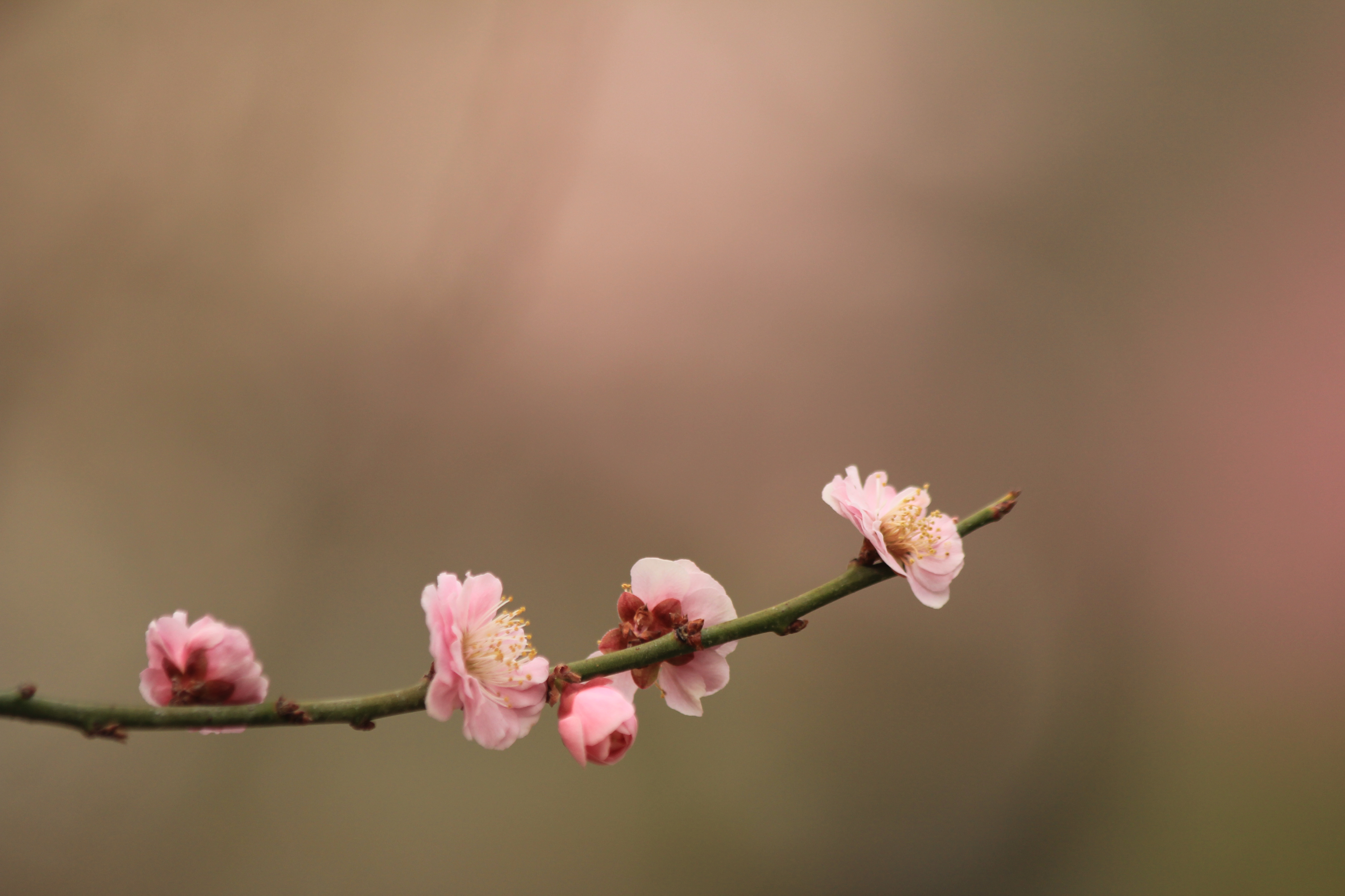 围墙里面的桃花图片