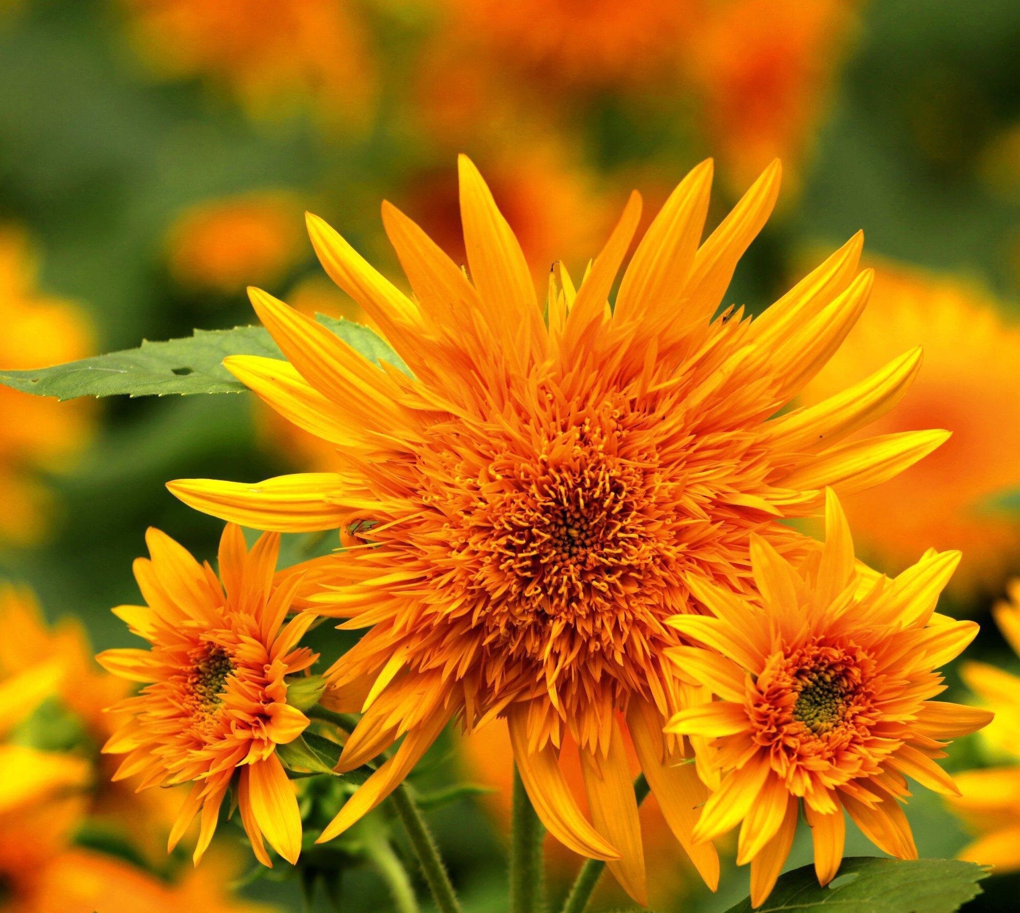 【首发】千瓣葵