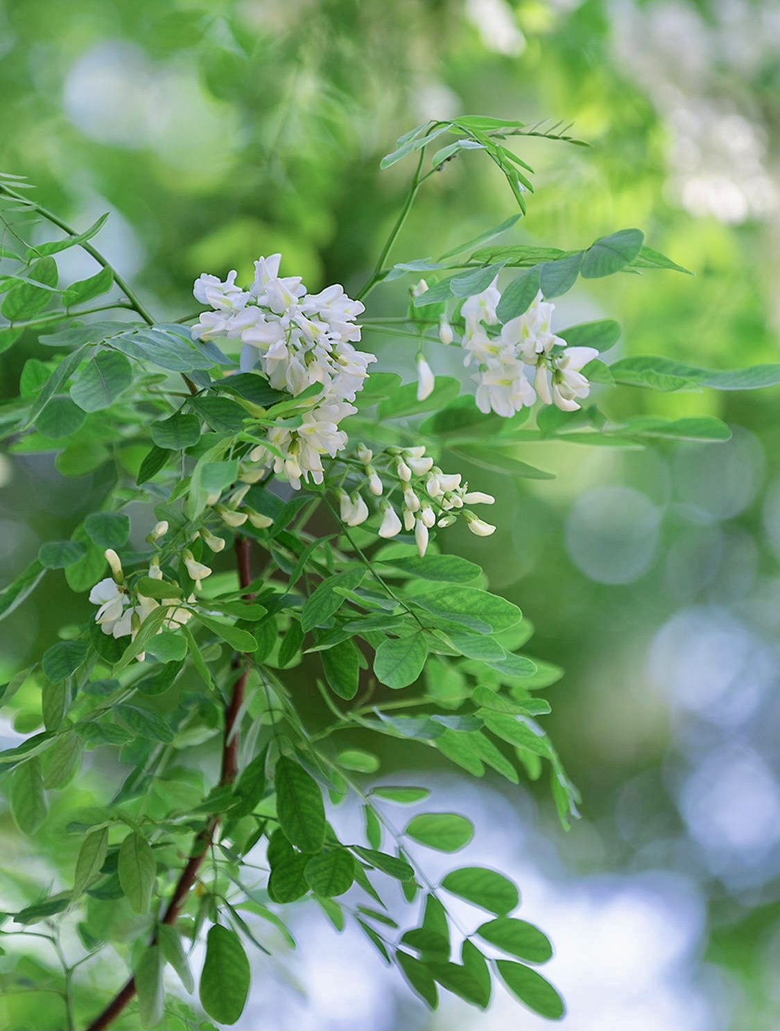 刺槐花花冠图片