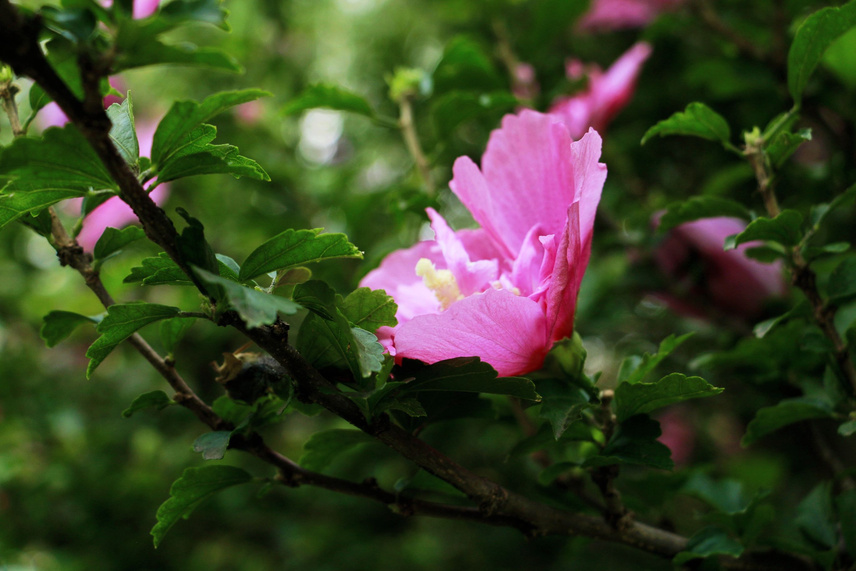 木槿花