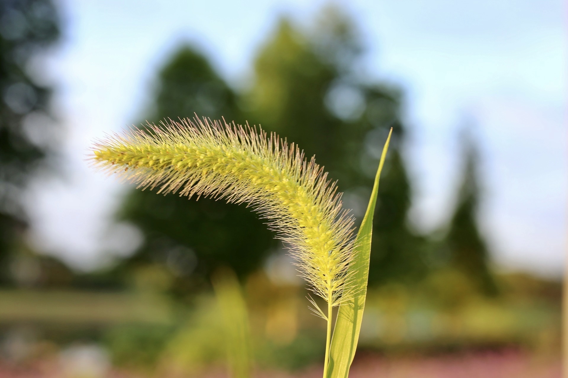 【首发】狗尾巴花(三)