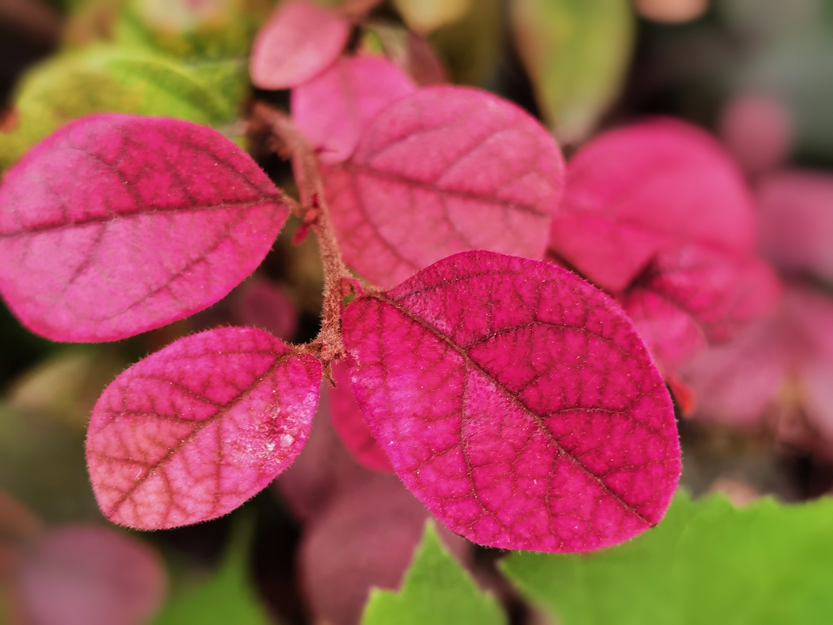 红花檵叶【首发】