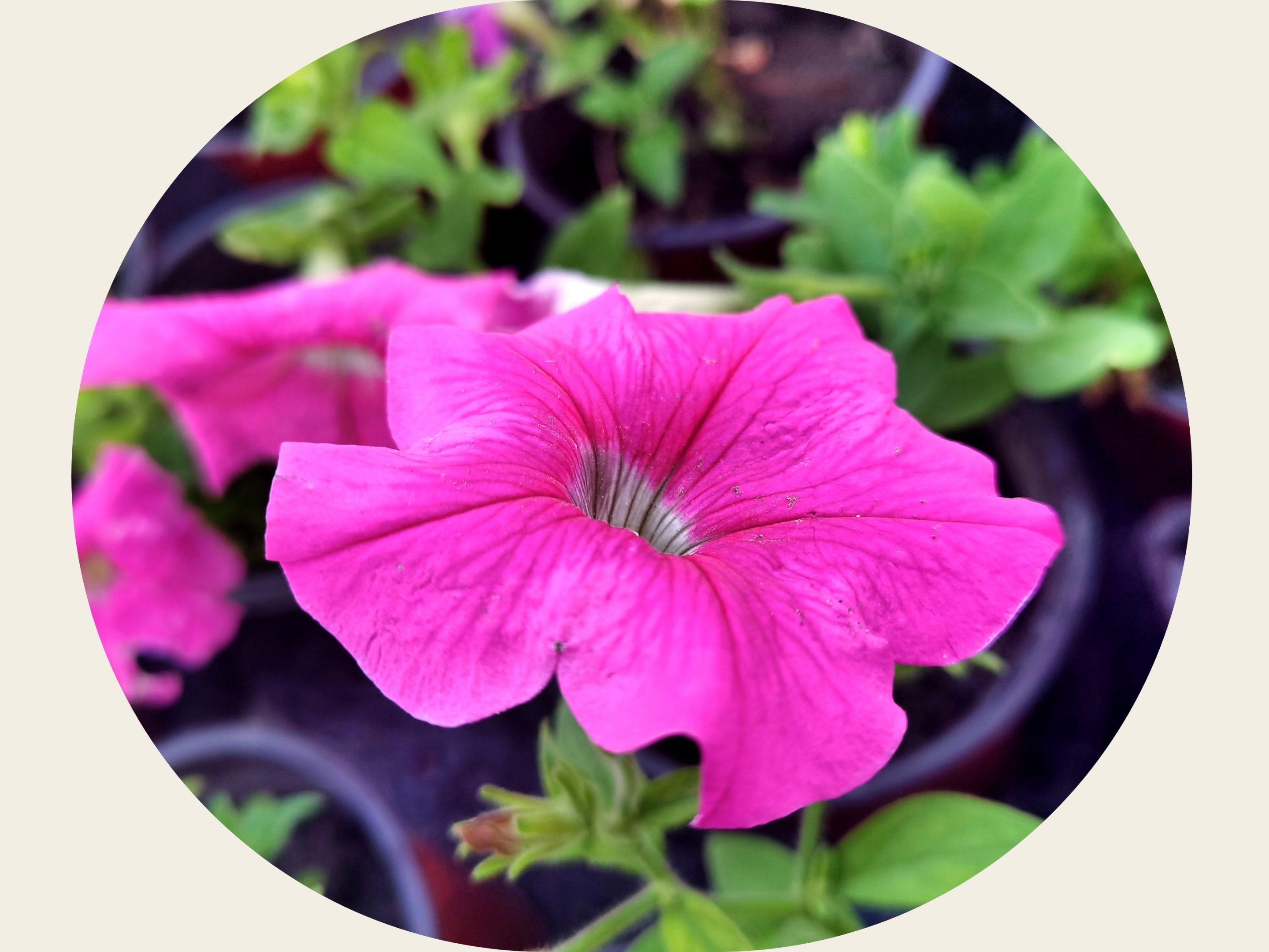 碧冬茄,『原创首发』