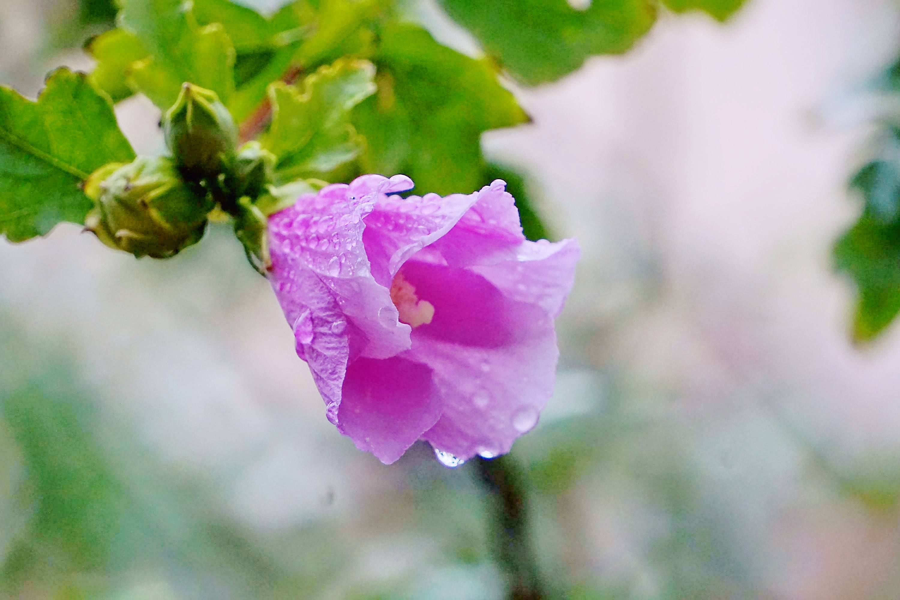 小雨中的木槿花