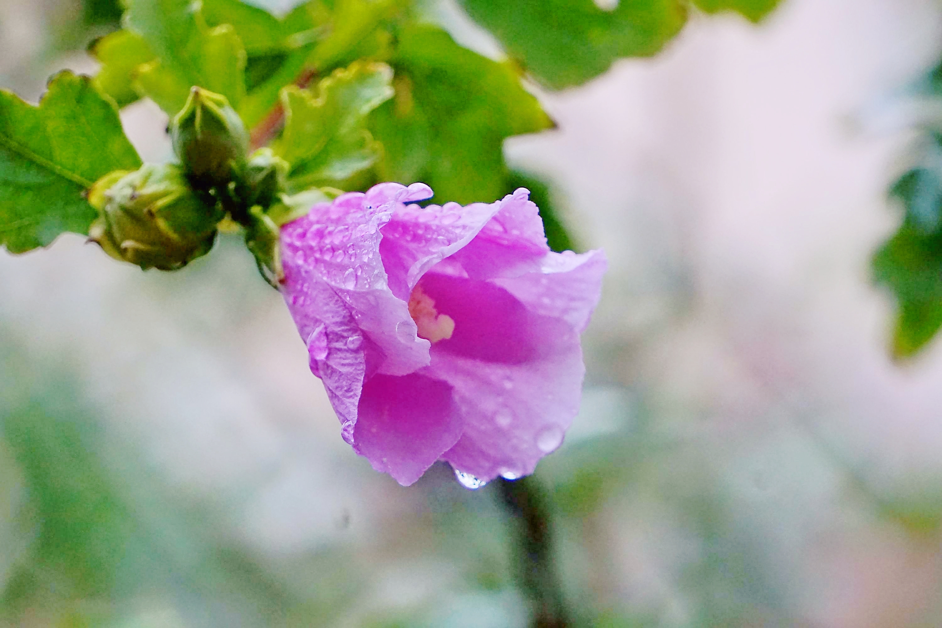 各种雨中花的图片图片