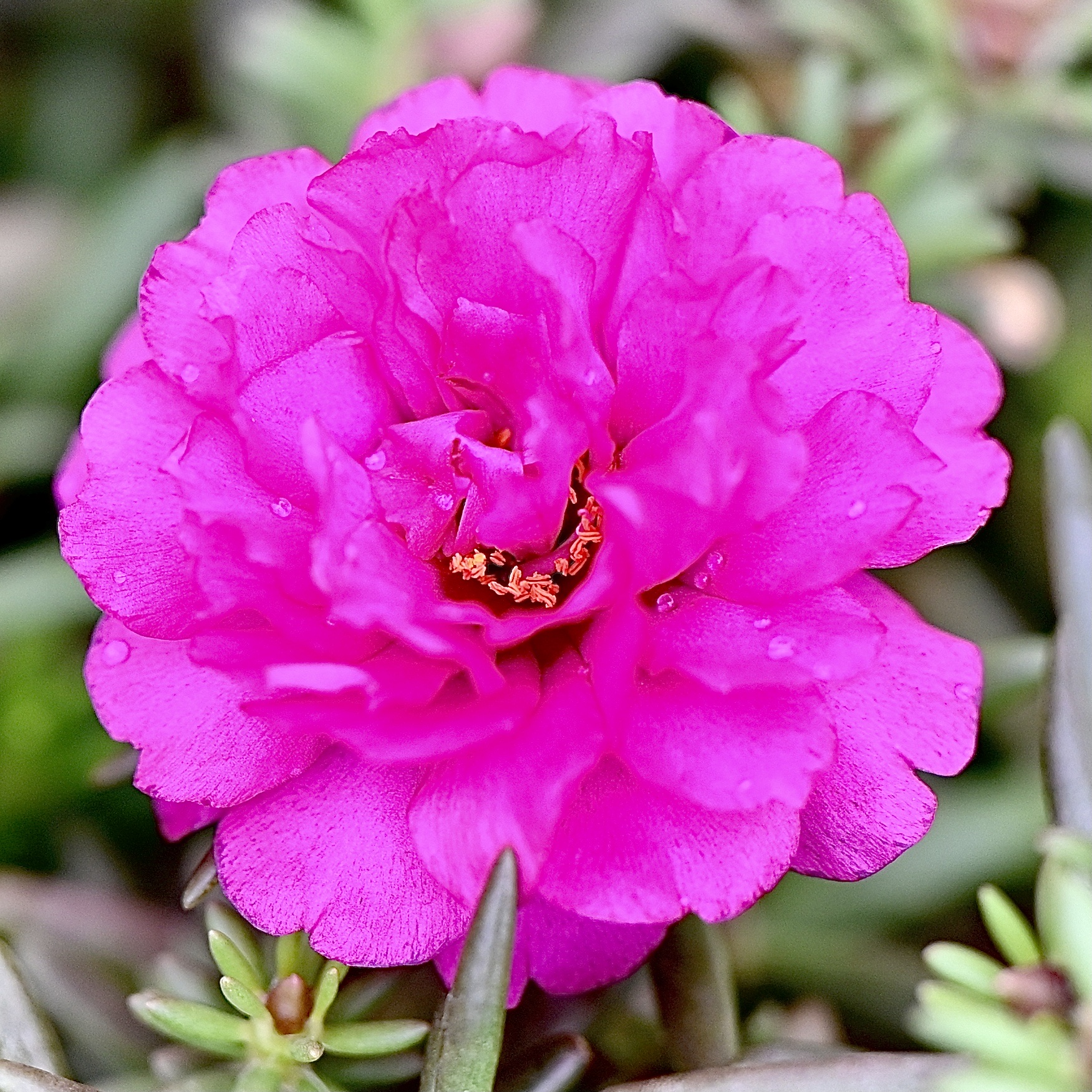 天真无邪～松叶牡丹