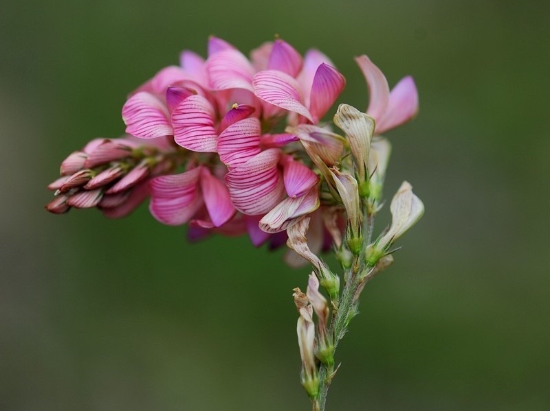 【首发】驴食草