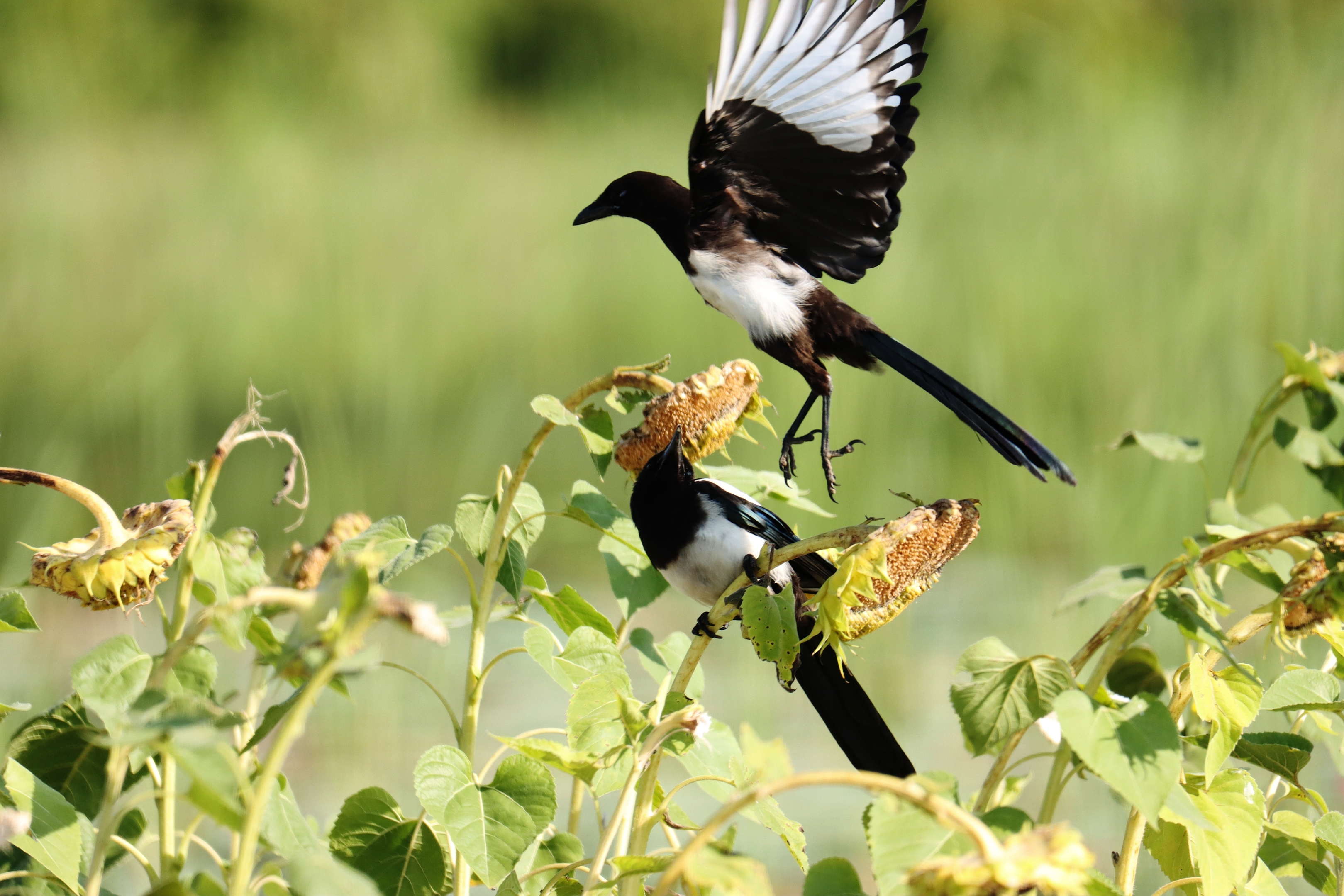 喜鹊落在葵花上《首发》