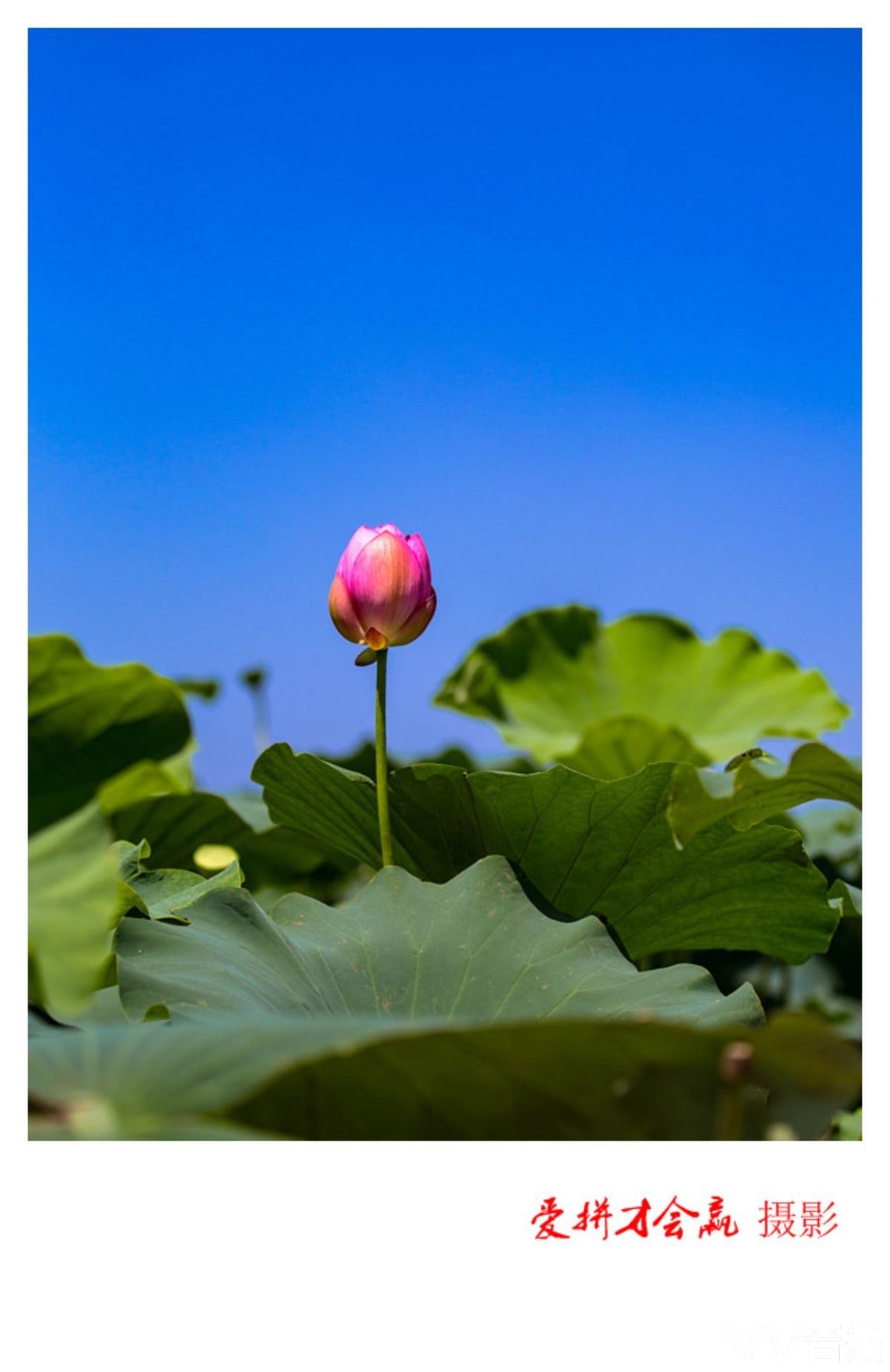 荷香飘浩宇,蕊丽荡清风