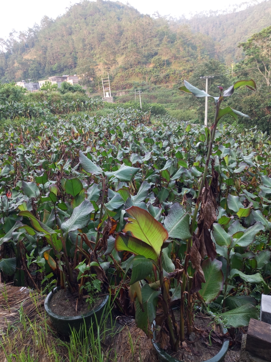 2018-9-21 信宜白石官山村 展宇农业蕉芋粉