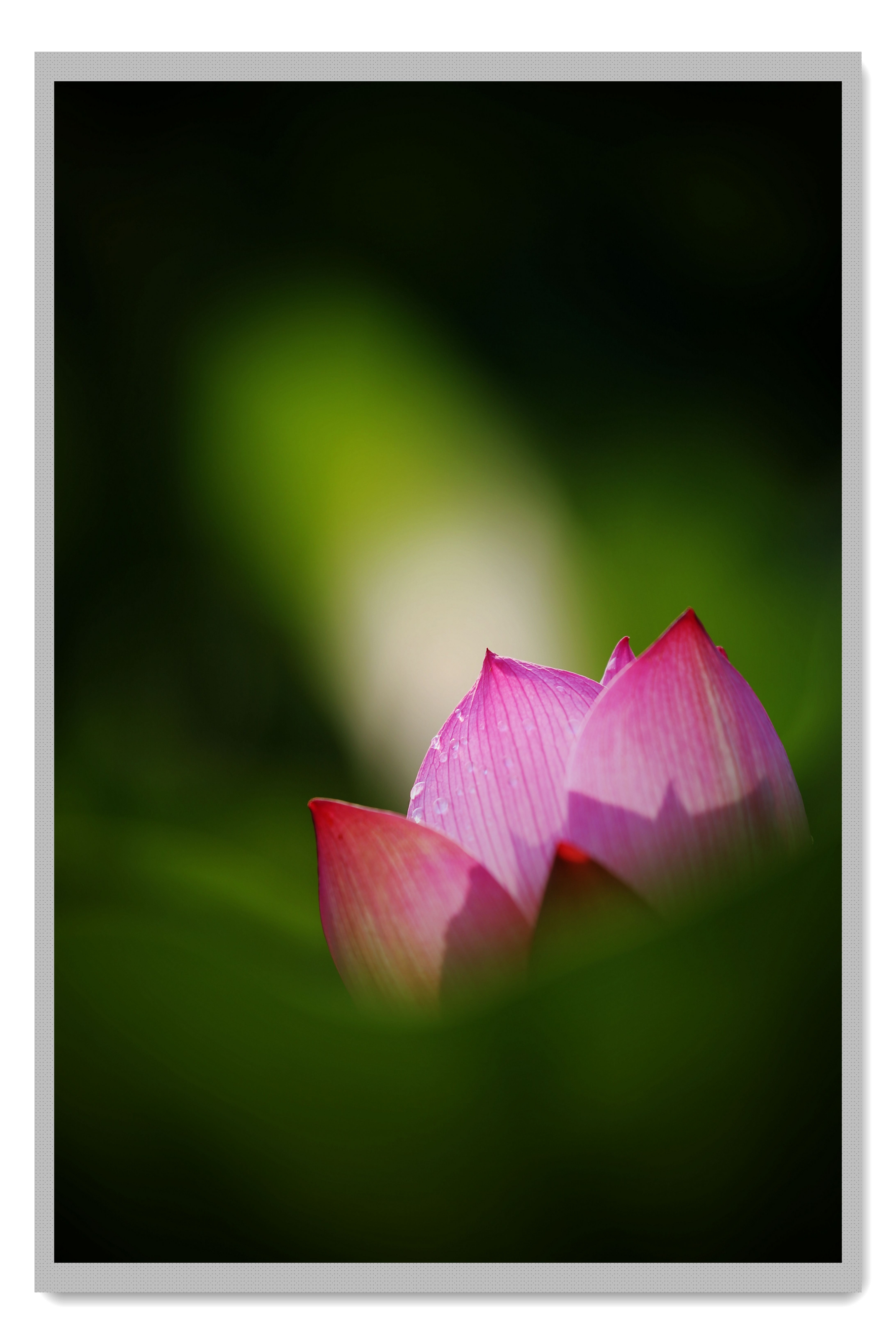 荷花生命力旺盛