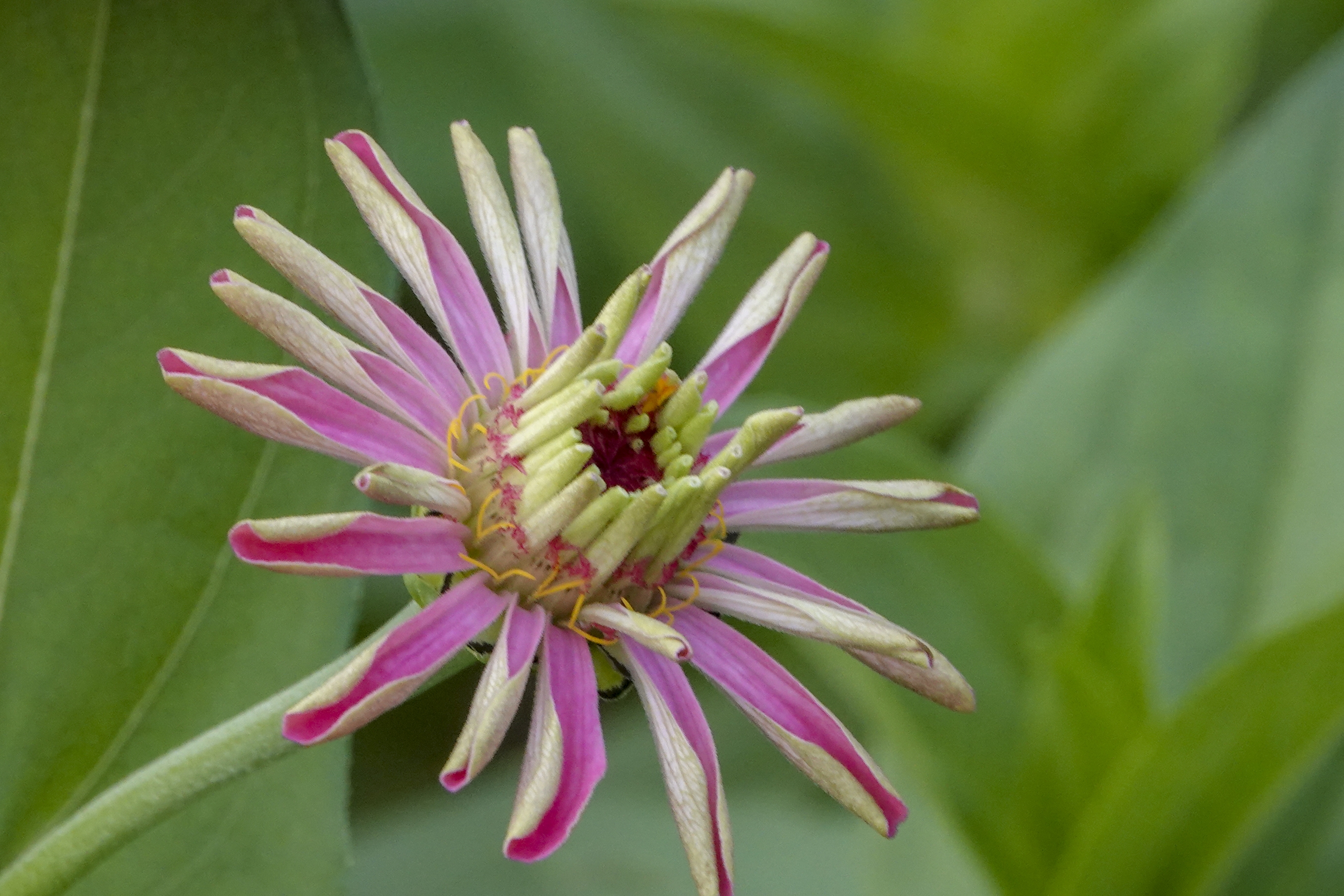 【首发】百日菊(11)