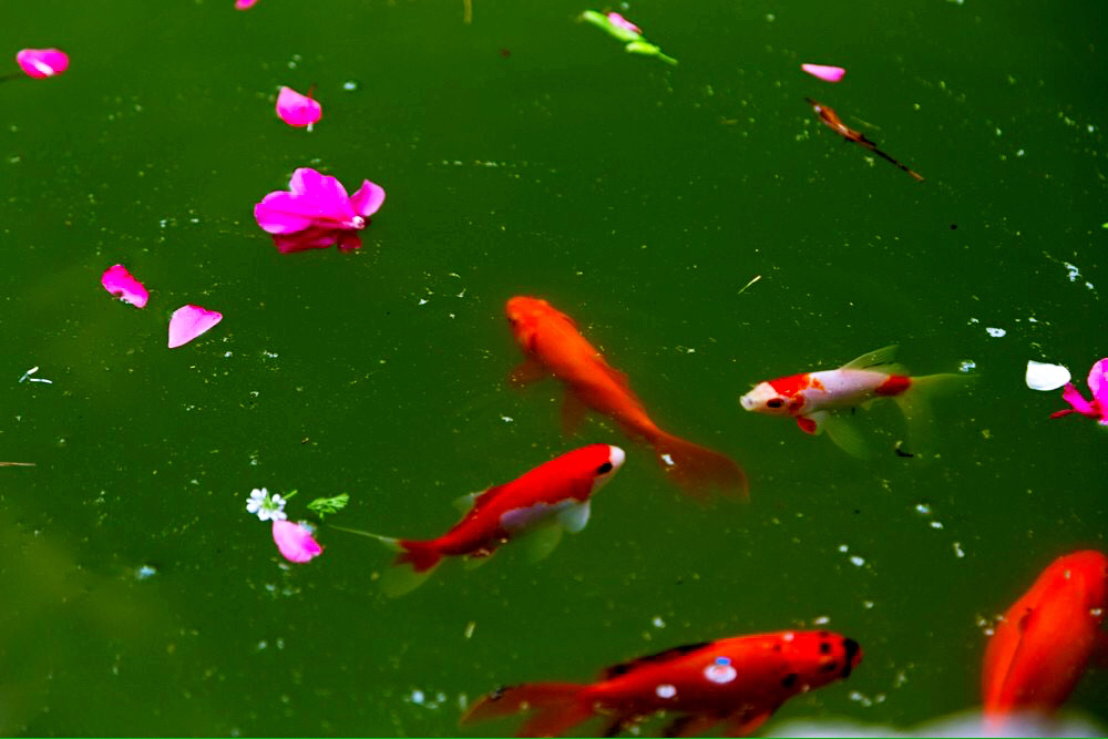 落花紛飛一地殤