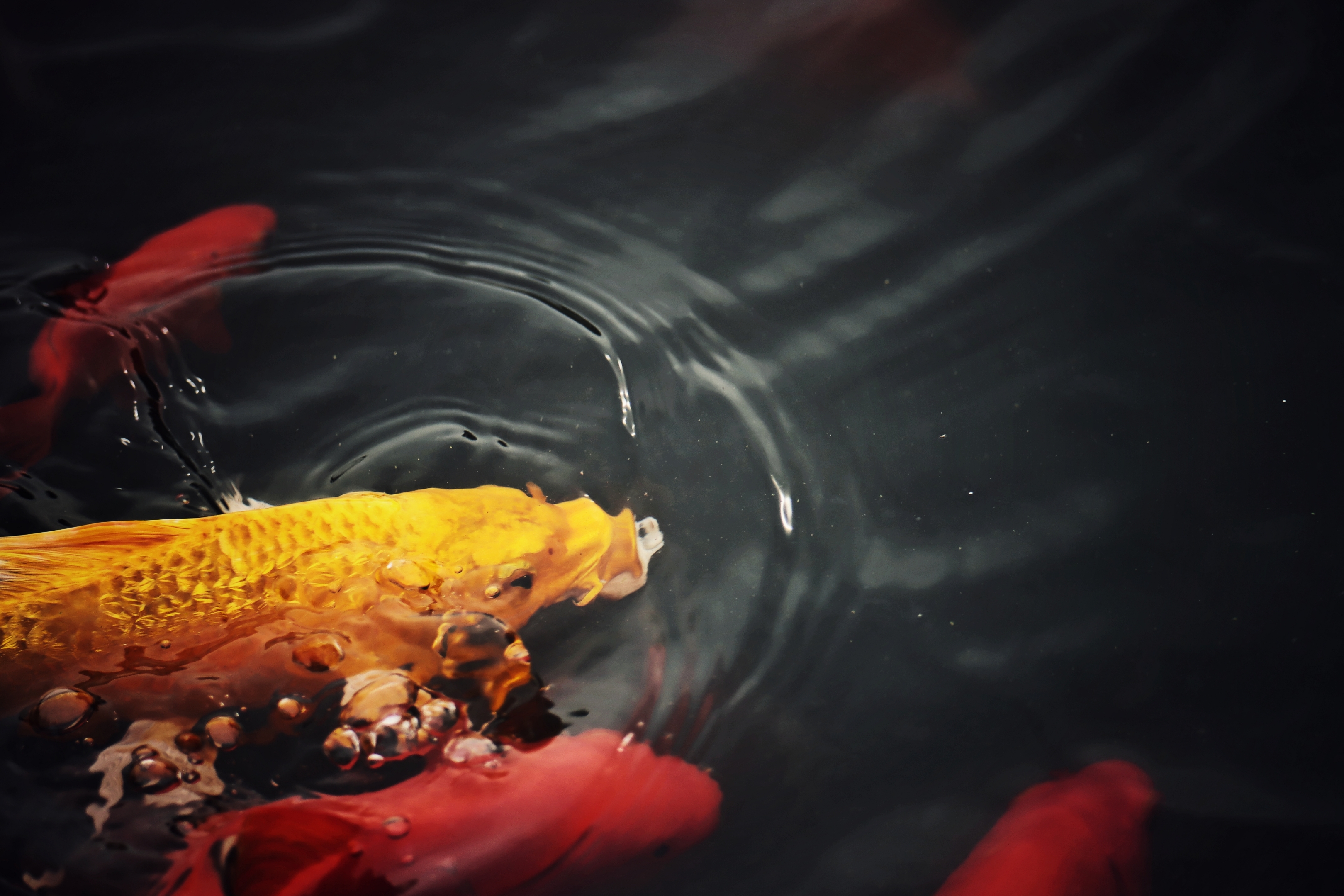 喂荷塘金鲤鱼《首发》