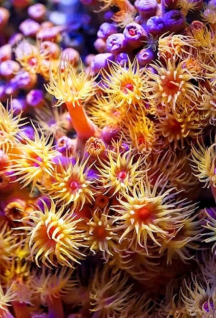 海底奇观花草迷人水下微距摄影