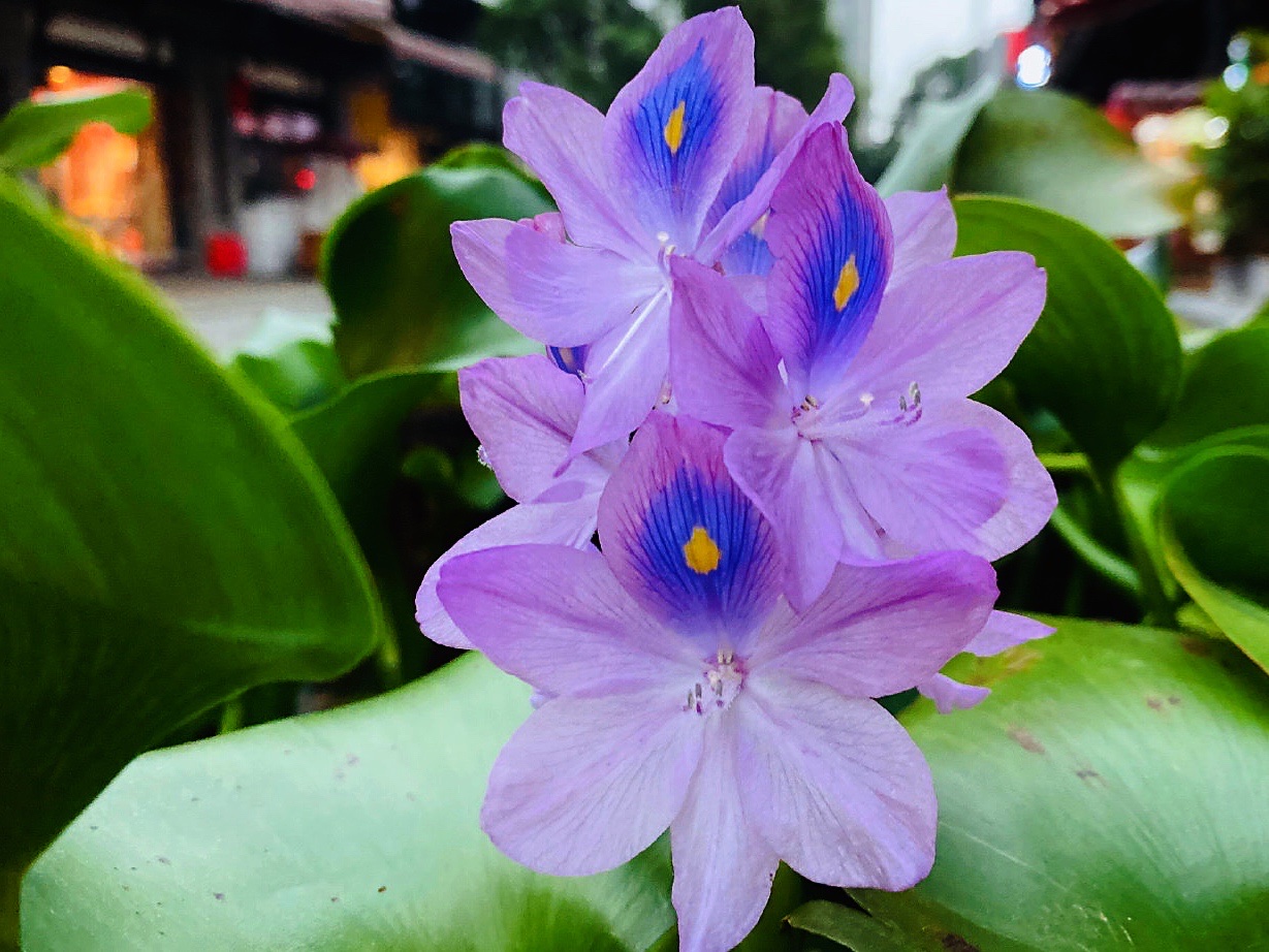 【首发】水葫芦开花