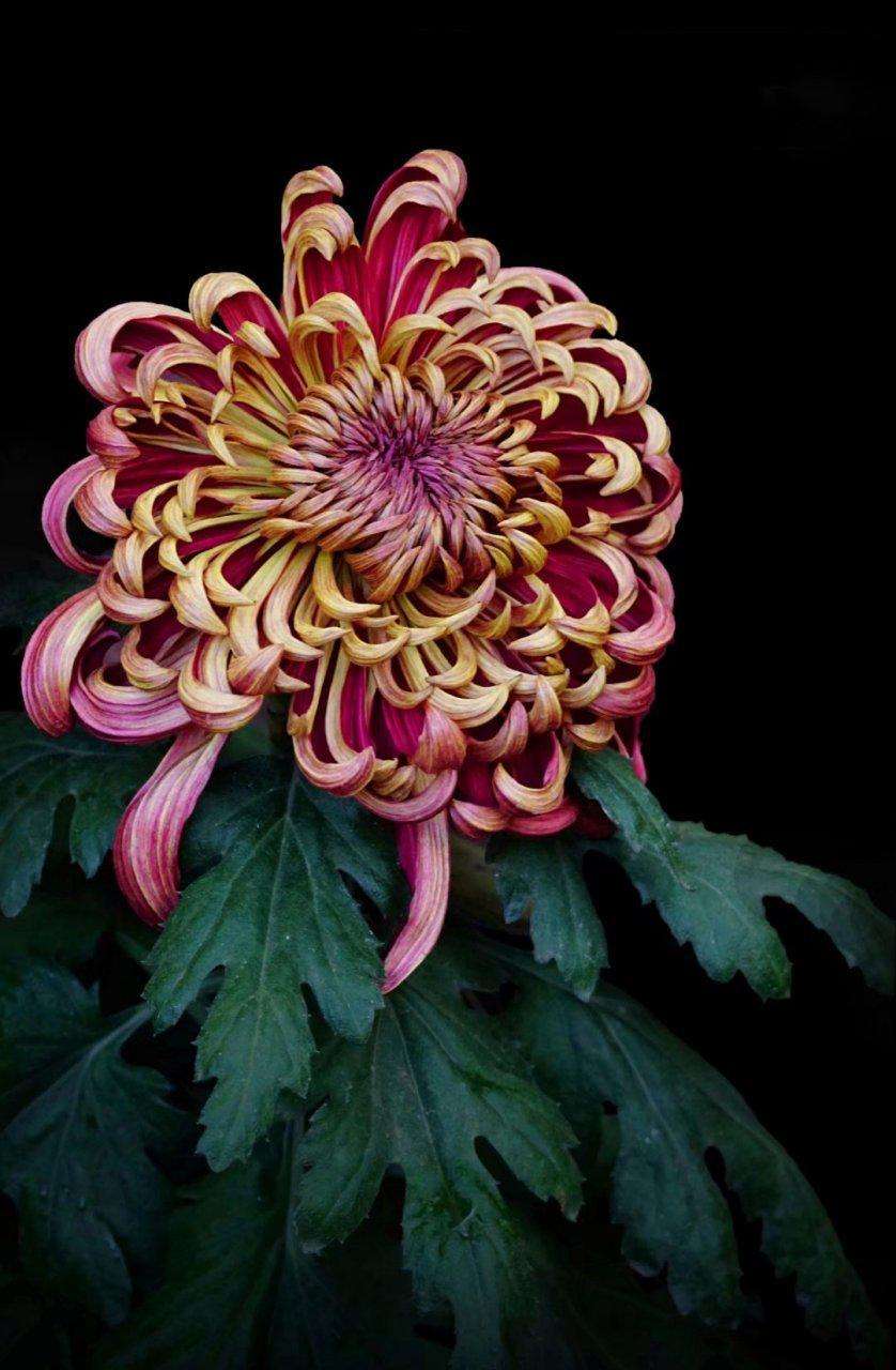 【首发】 寿客花开始觉秋