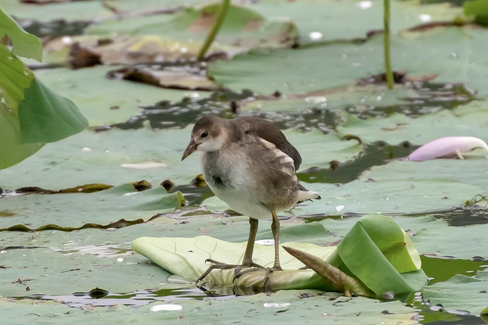 (首发)黑水鸡幼崽3