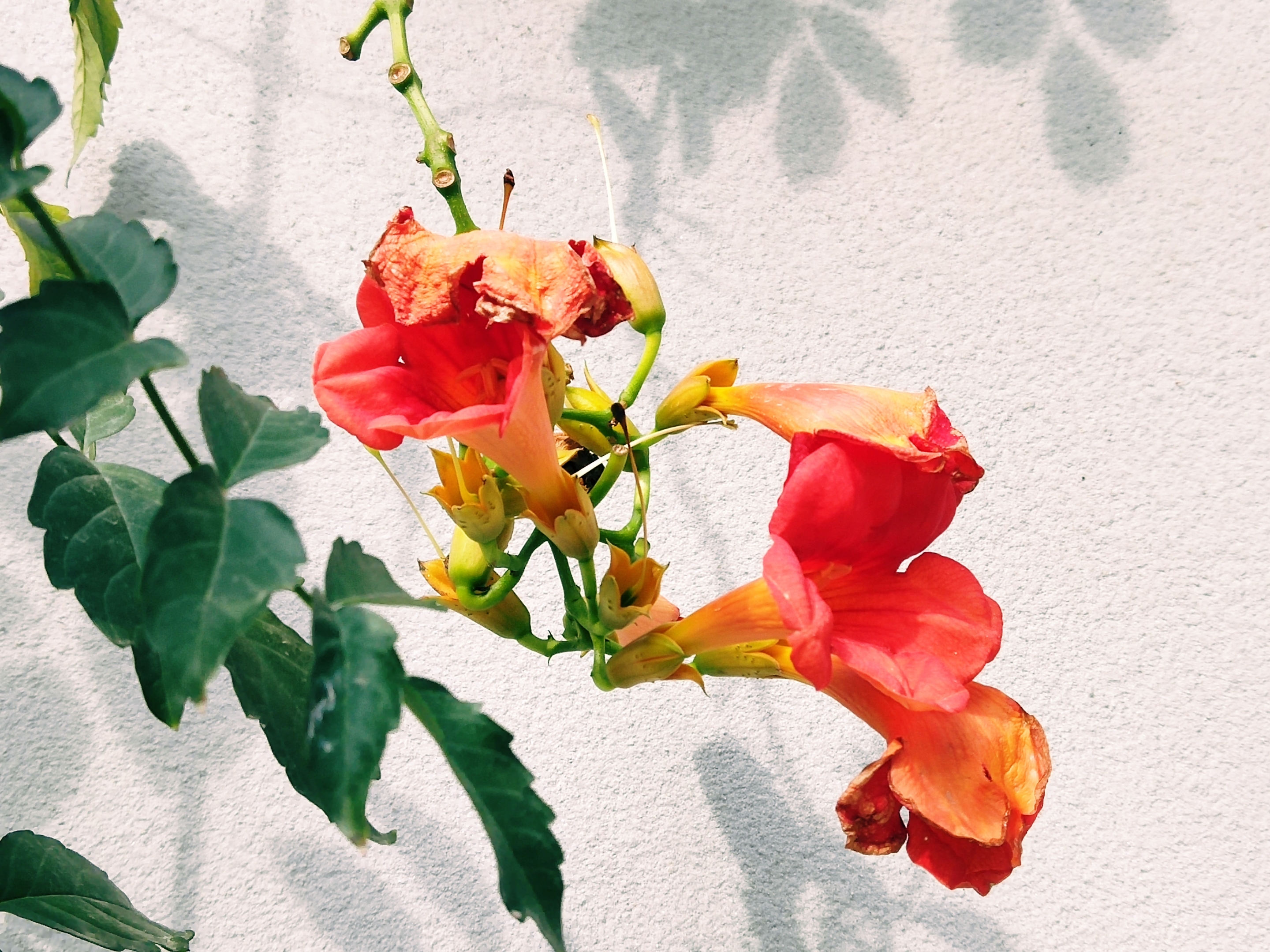 【首发】凌霄花