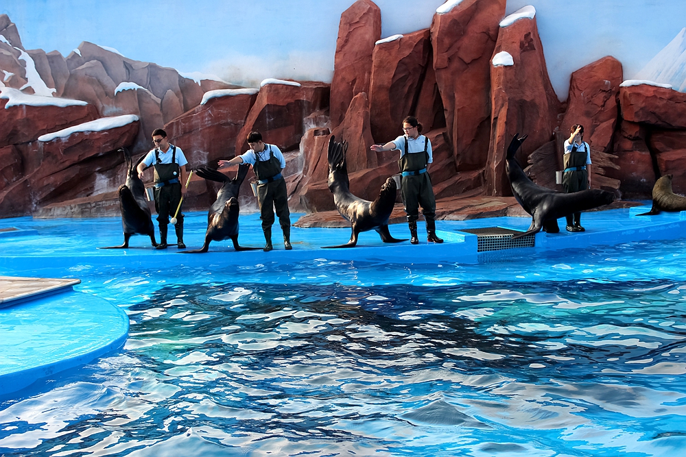 来海兽探秘馆看幽默风趣的驯养师们如何训练憨态可掬的海狮