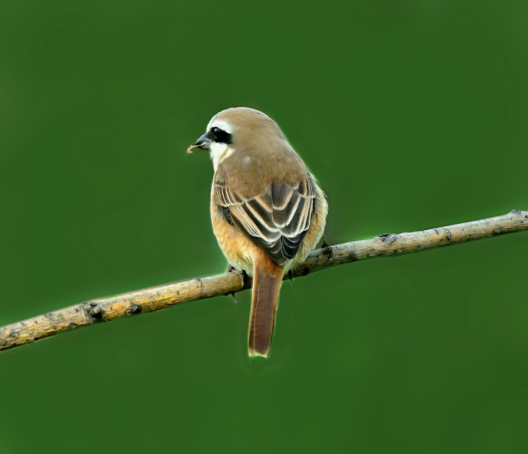 红尾伯劳鸟【首发】