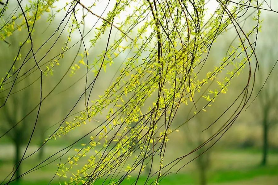 硕果文学社诗词赏析(第08期)