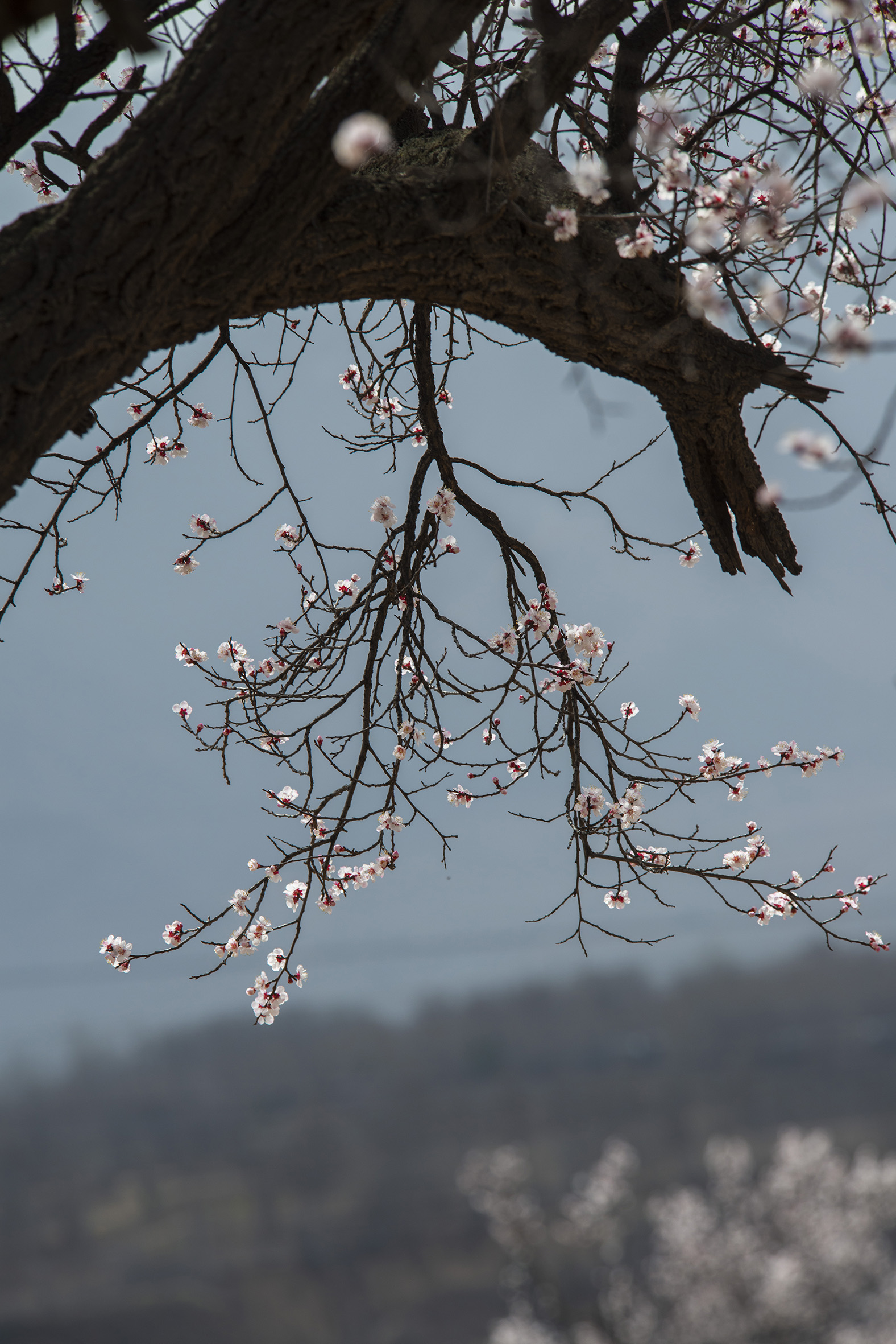 明清古杏树犹如神笔墨画