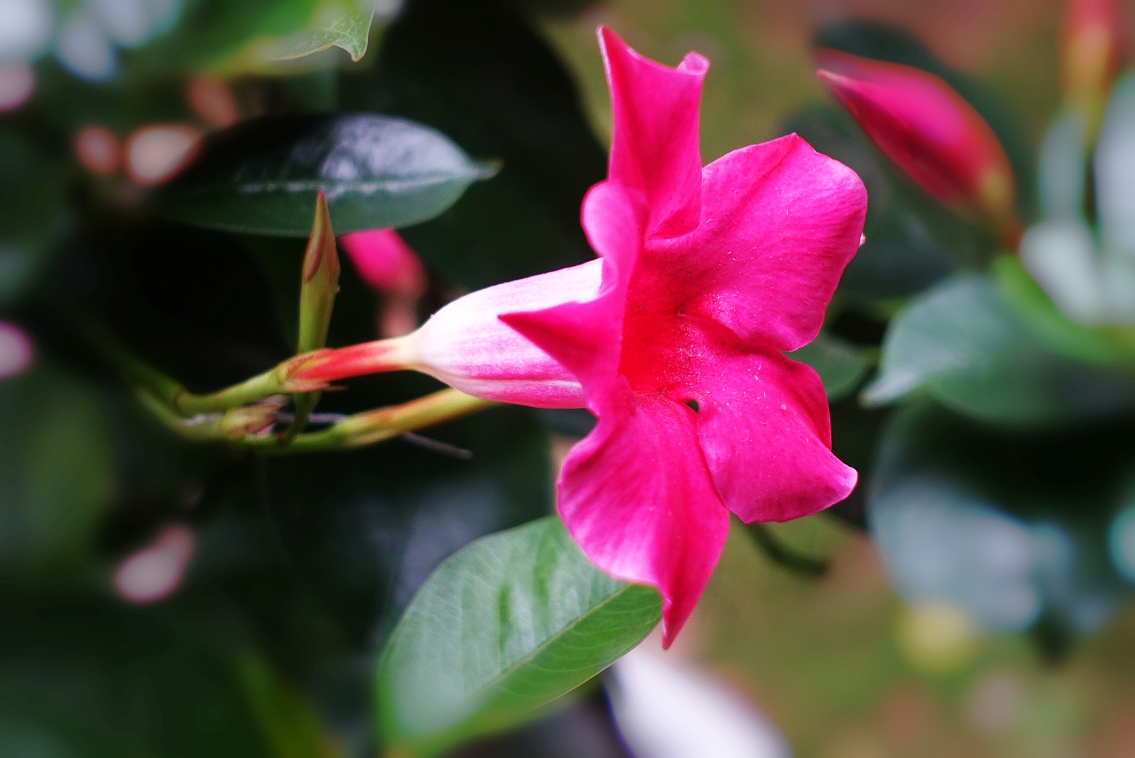 【首发】飘香藤