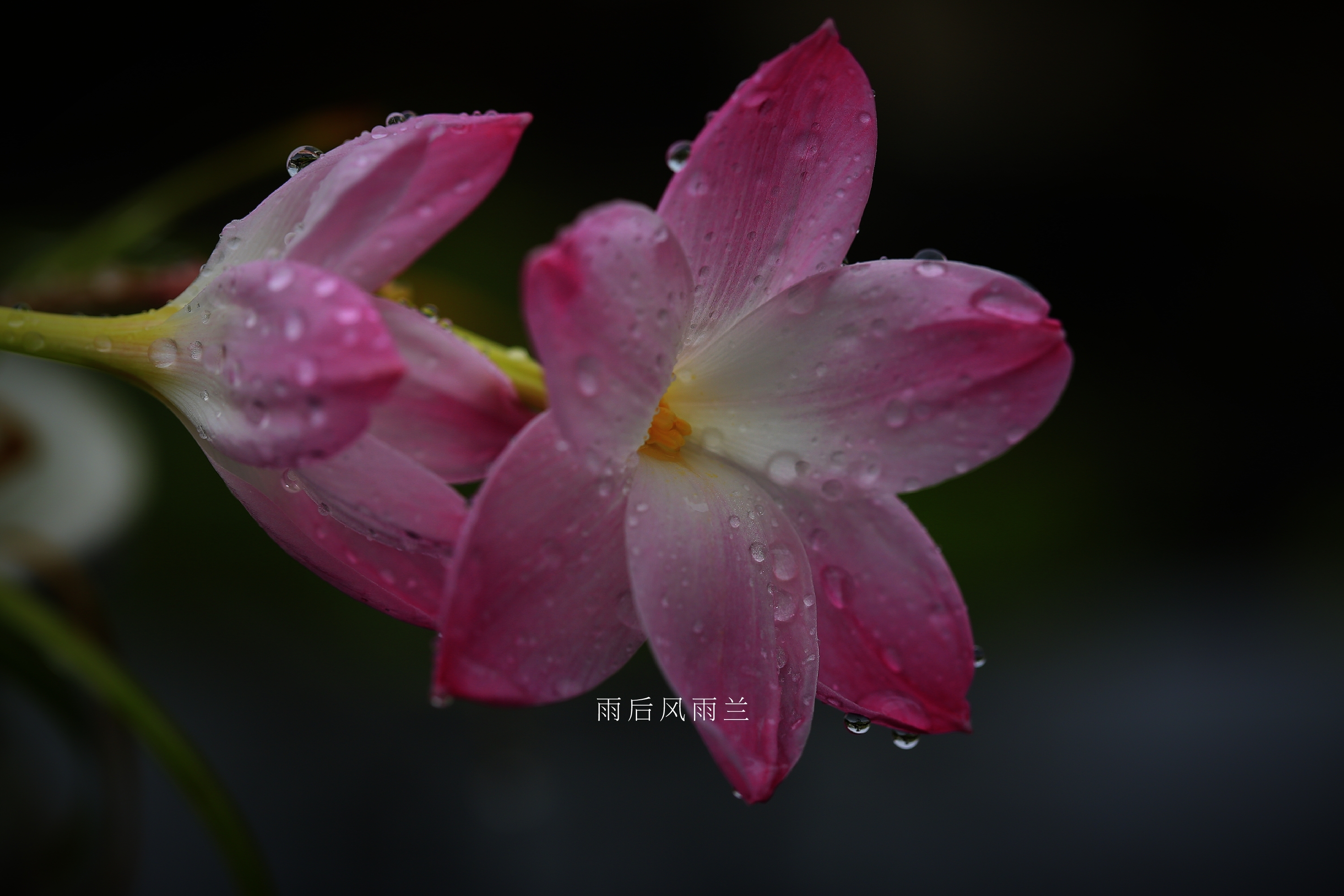 【首发】雨后风雨兰(六)